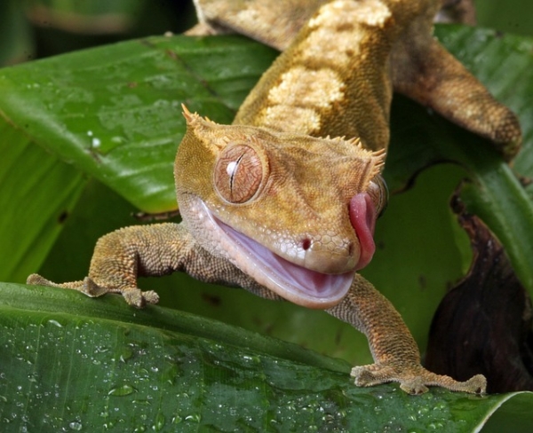 The skin of geckos is self-cleaning
