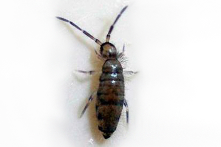 The Springtail, barely the size of a pin's head