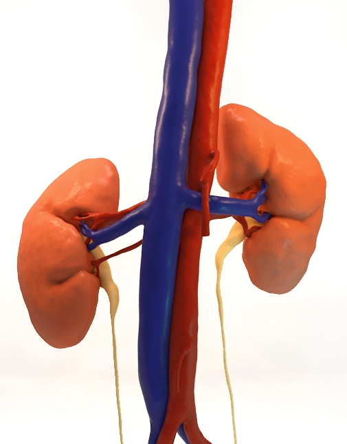 kidneycomposite.jpg