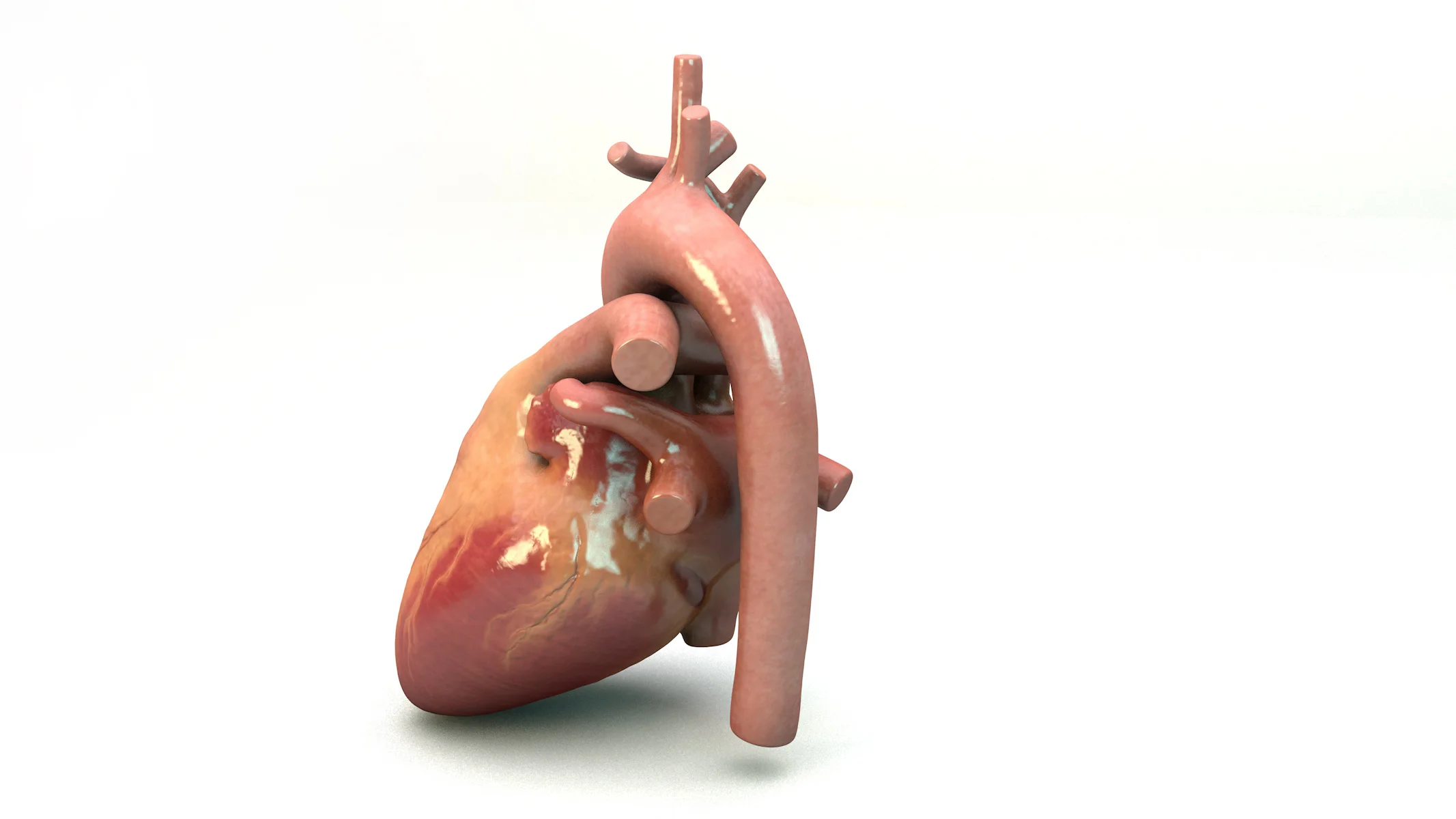 HeartModel072618-Posterior.jpg