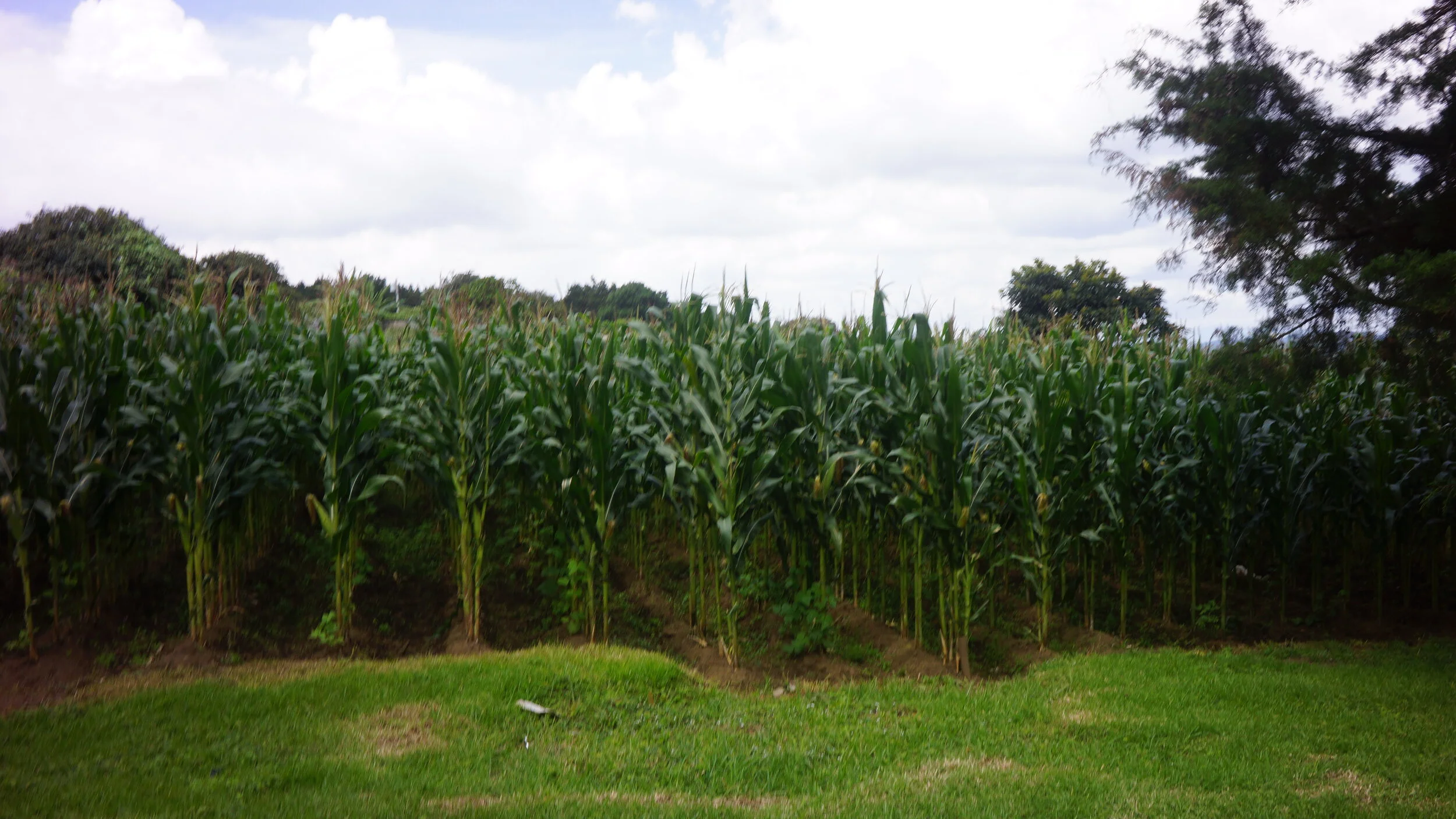 Watch the corn grow!