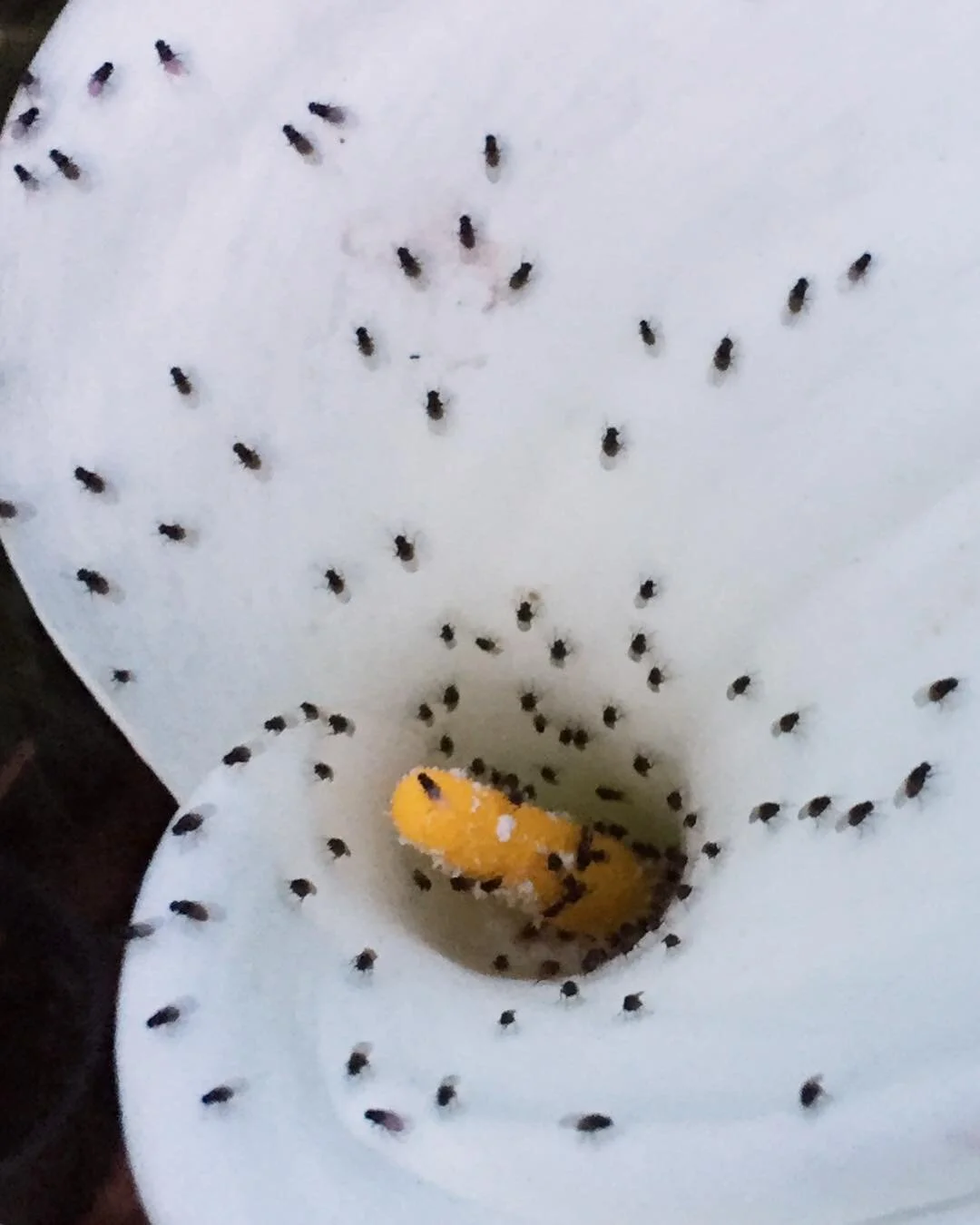 2018-11-14 18.42.10 1912851836450537898_2261166095.jpg