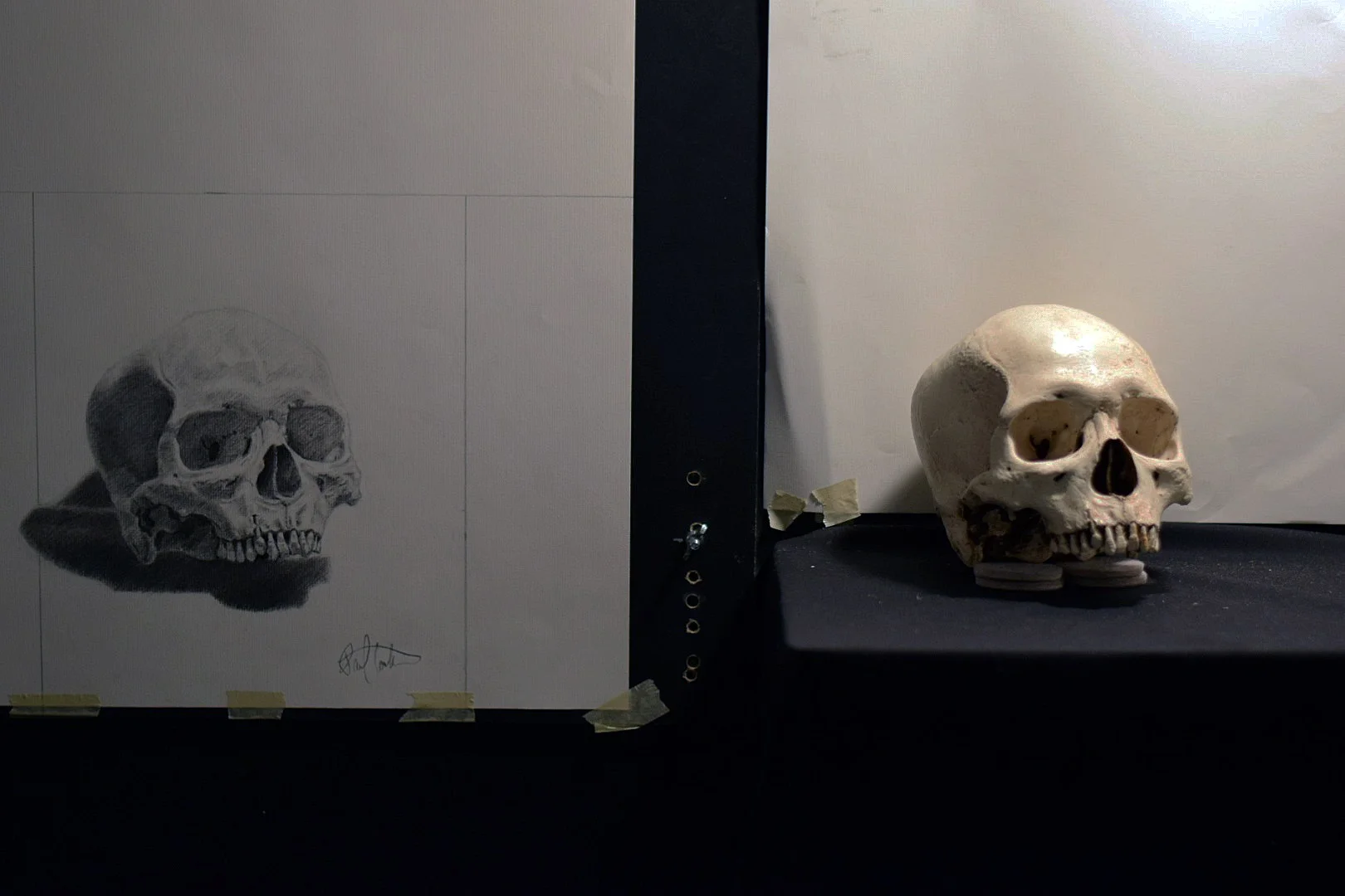 Charcoal Skull Study