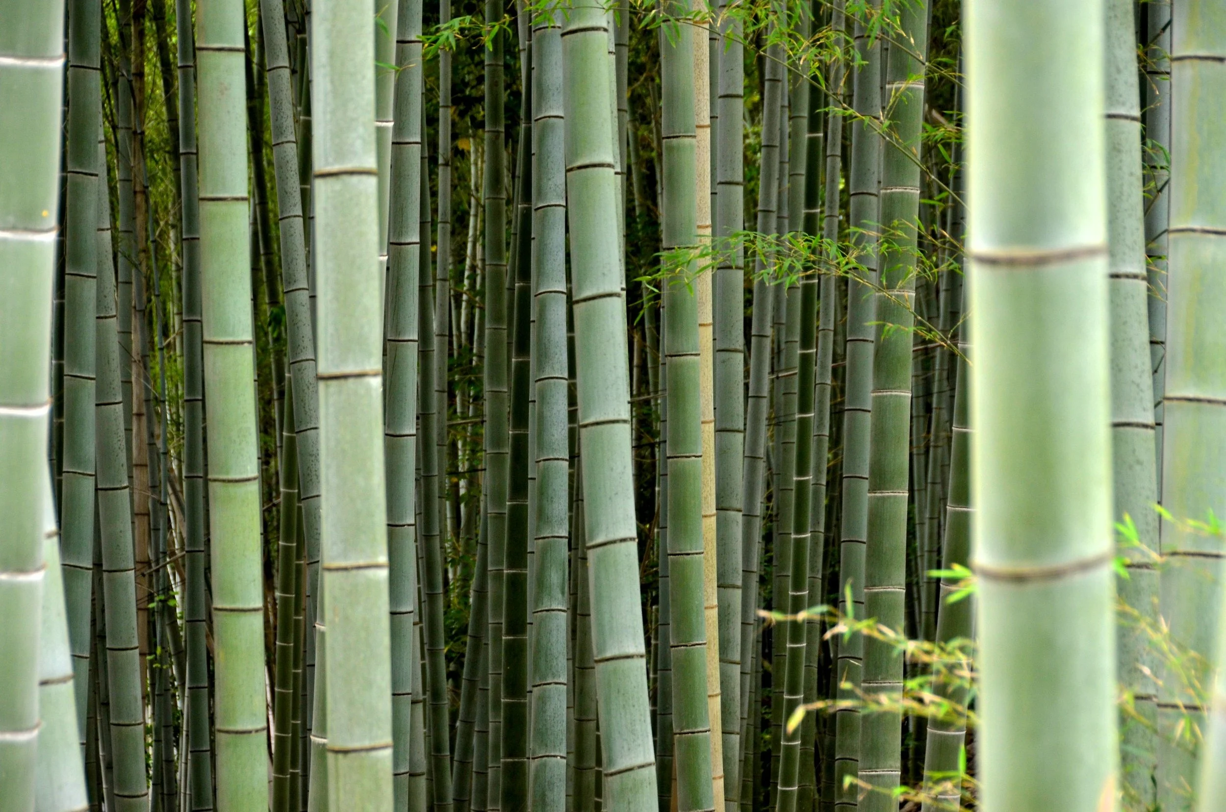  Bamboo Forest 