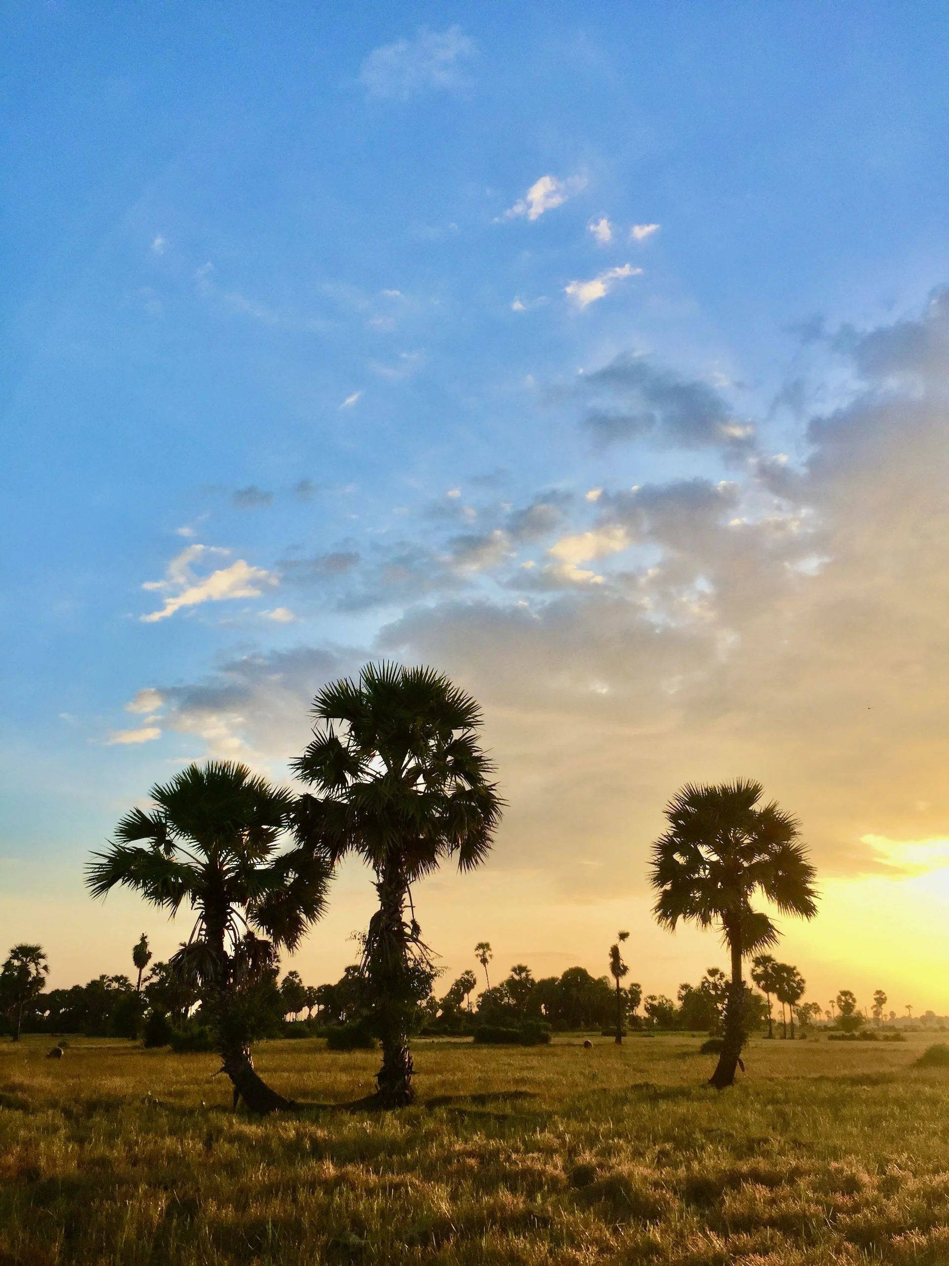 Cambodia Colour