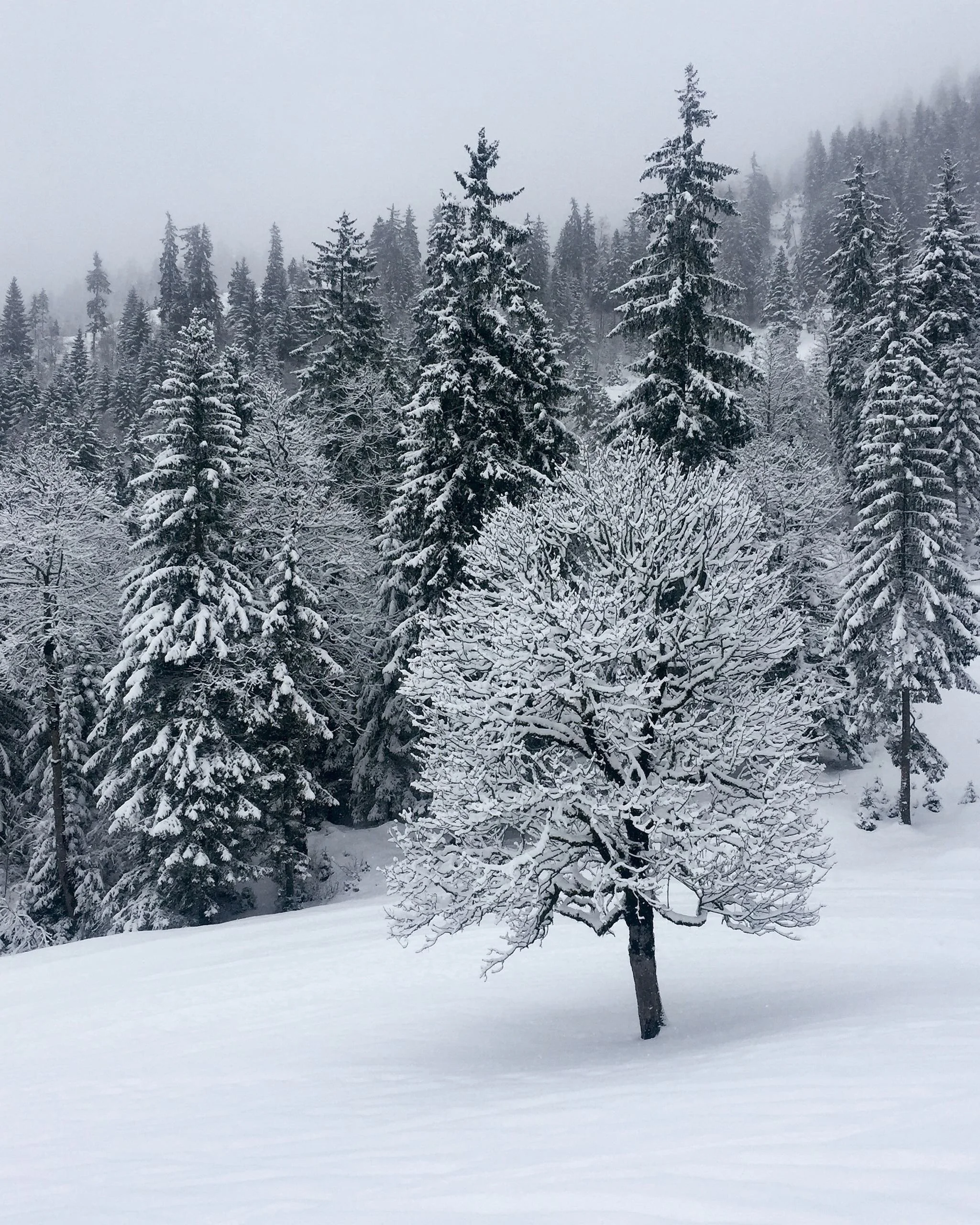 Couche de Neige