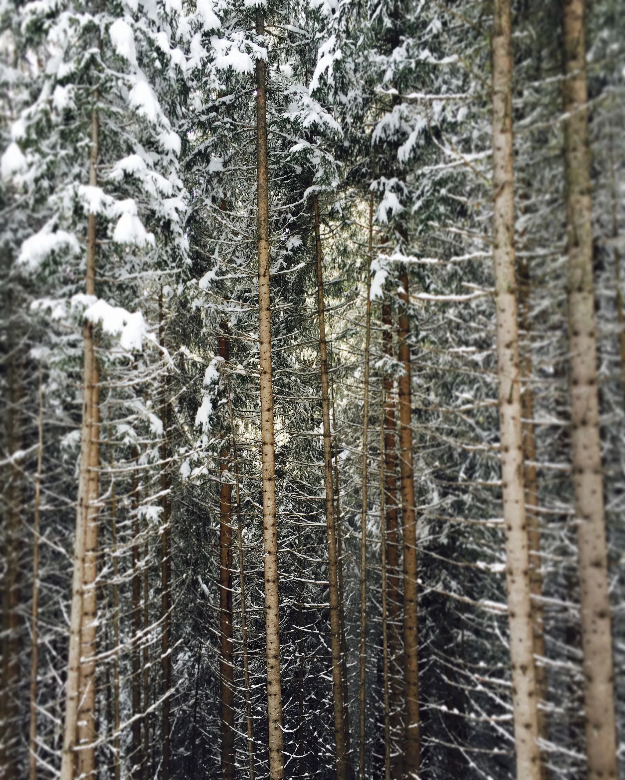 Into The Woods