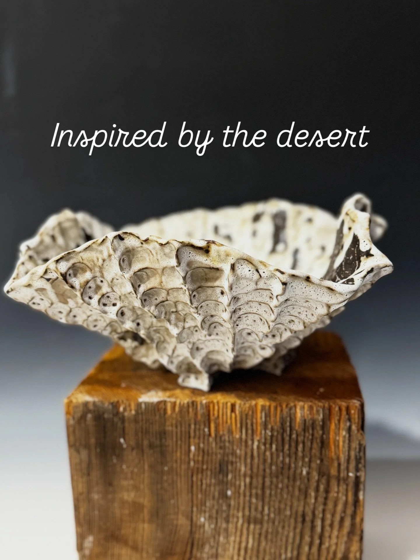 What kind of cactus is this?? 👇🏼
#bluedoorceramics #sculpturalceramics #homedecor #neutralhomedecor  #organic