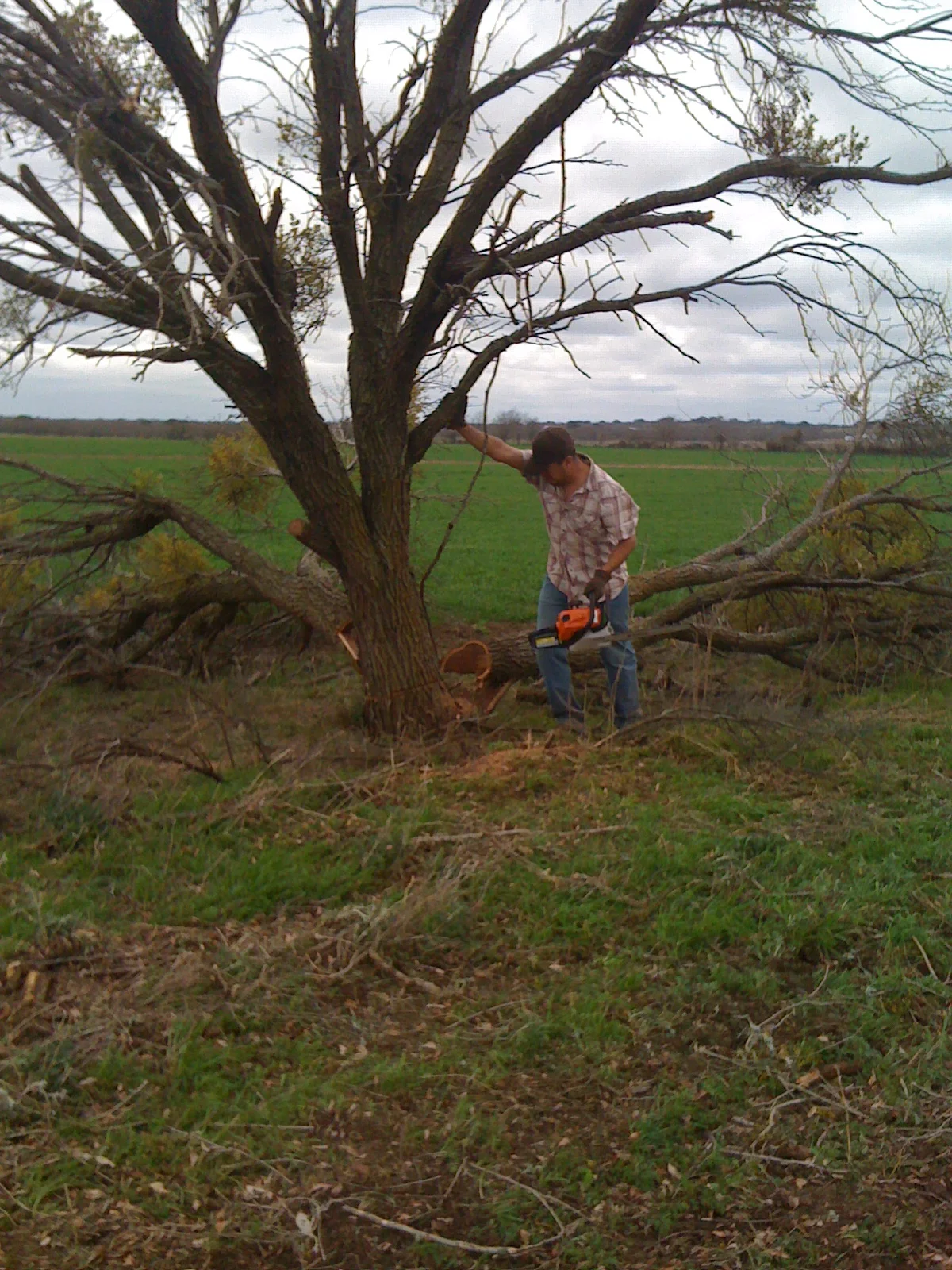 Timber!!!
