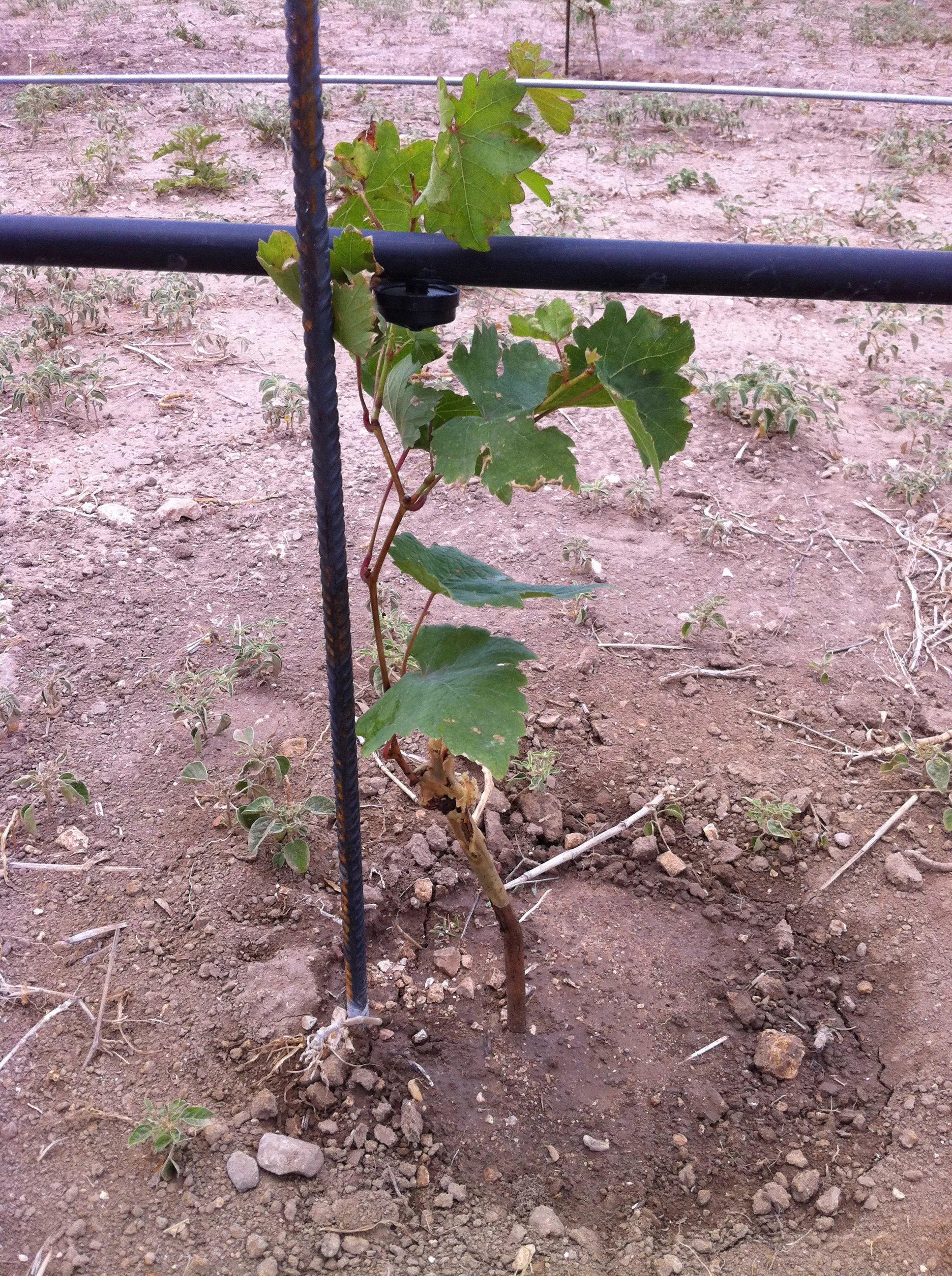 The very first vine @ Good Vibe Vineyards
