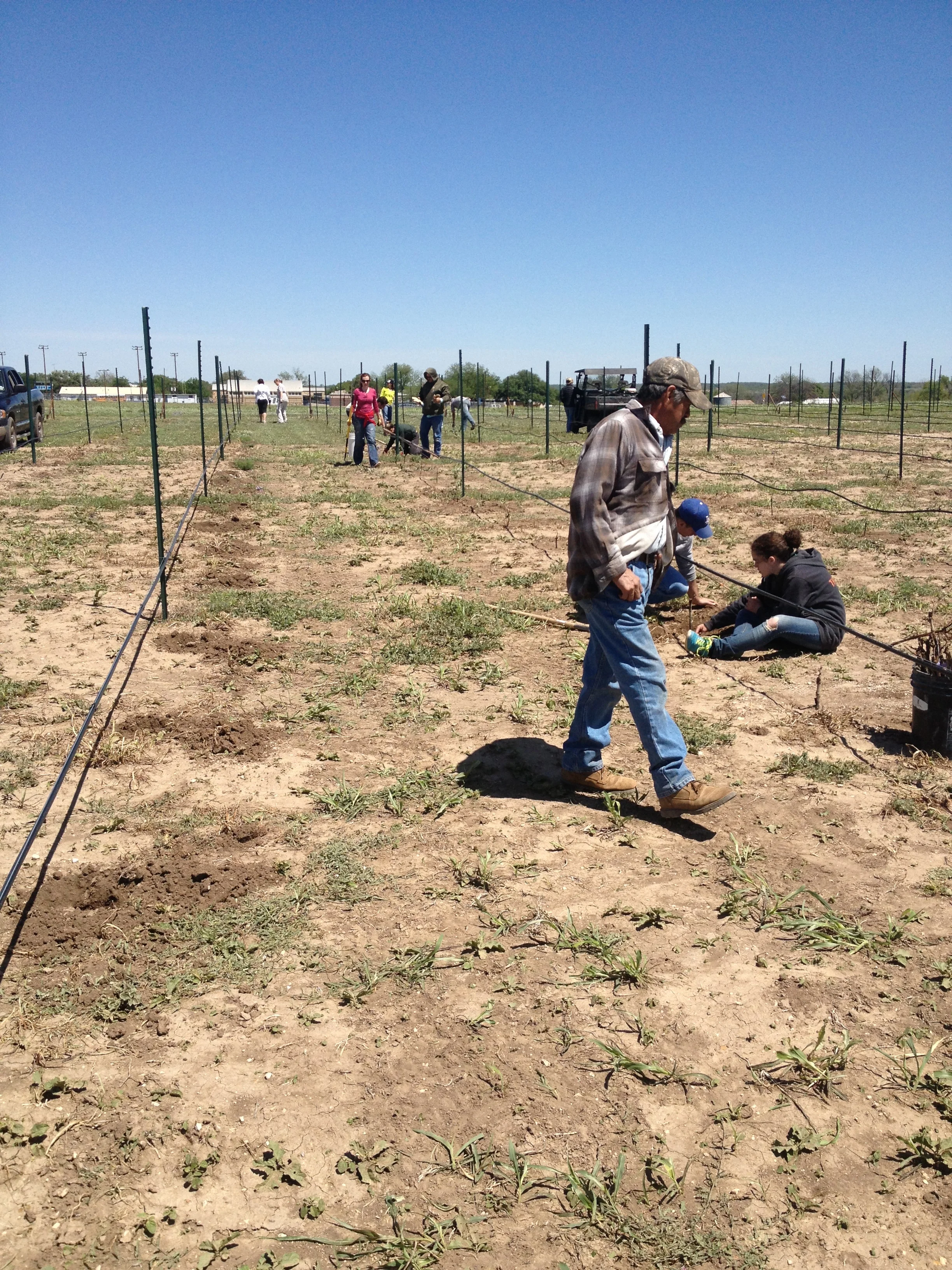 Almost lunch time and we planted 14 rows. Each row has 53 vines