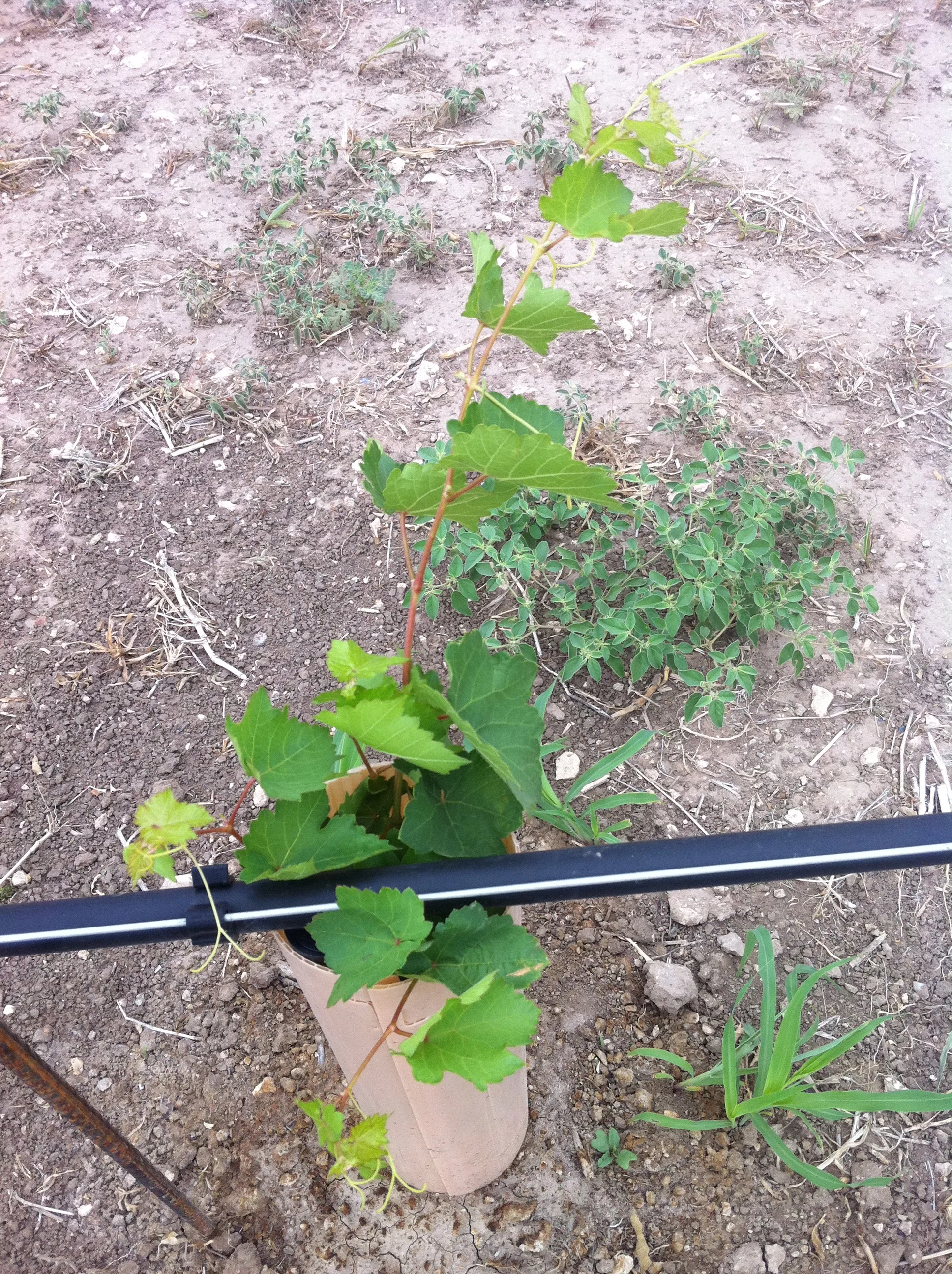 Tempranillo first leaf