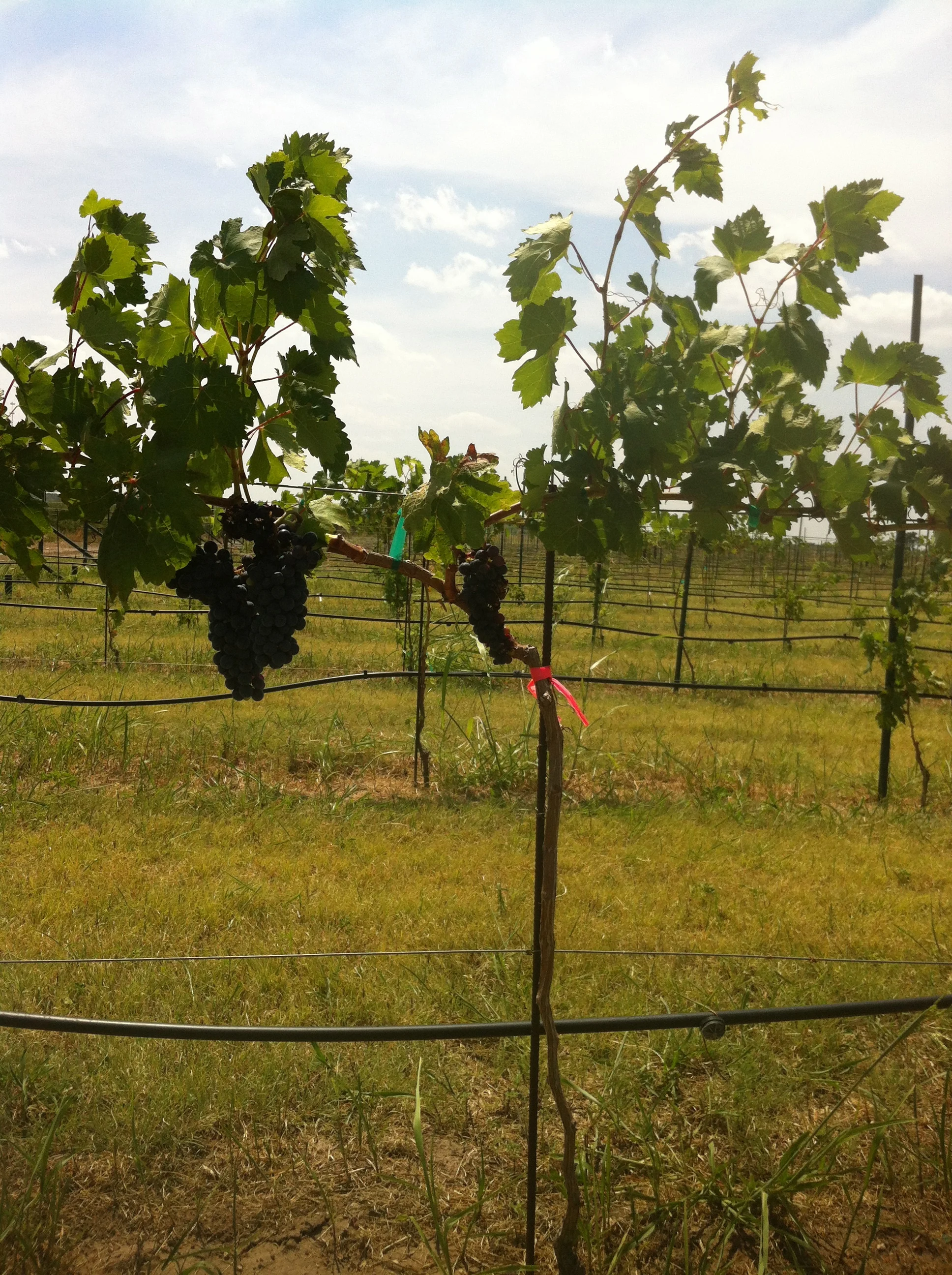 2014 we will have nets and we will have wine