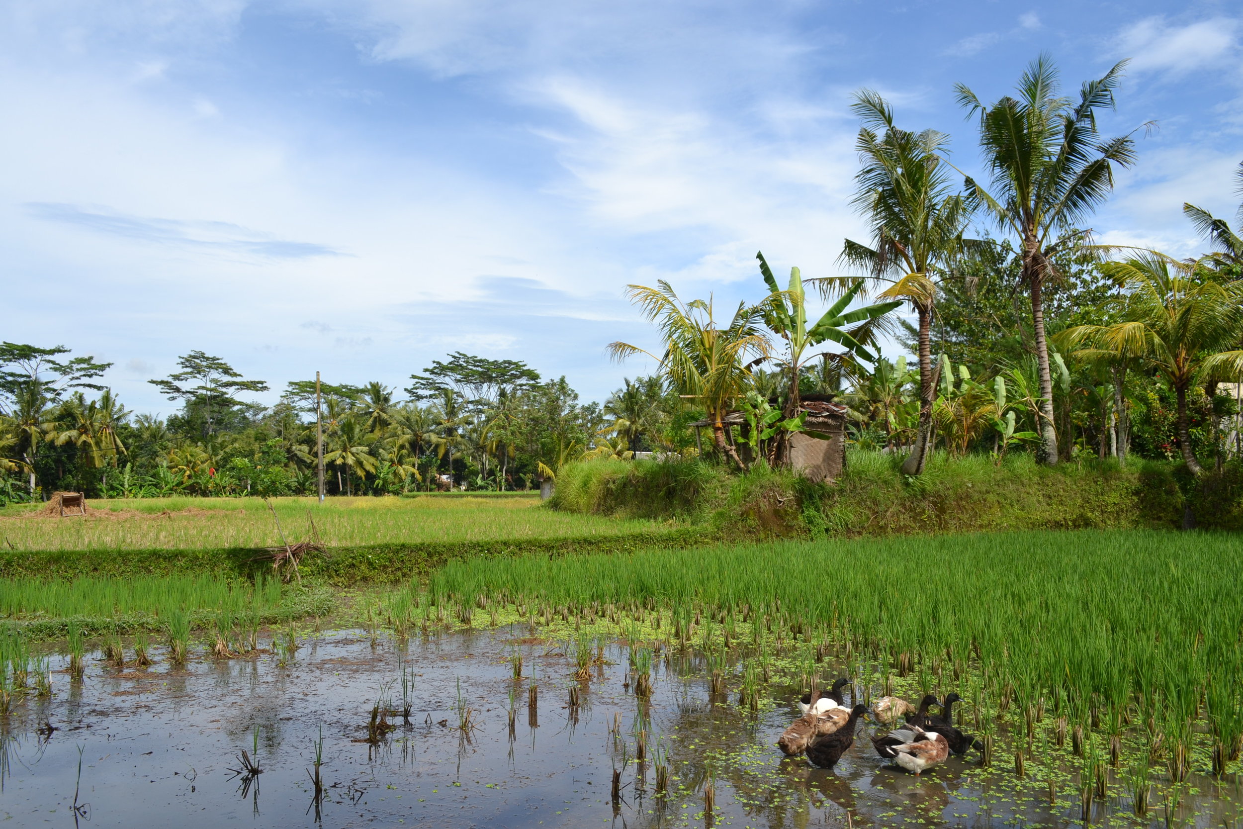 2 Ducks Payangan rice fields.jpg