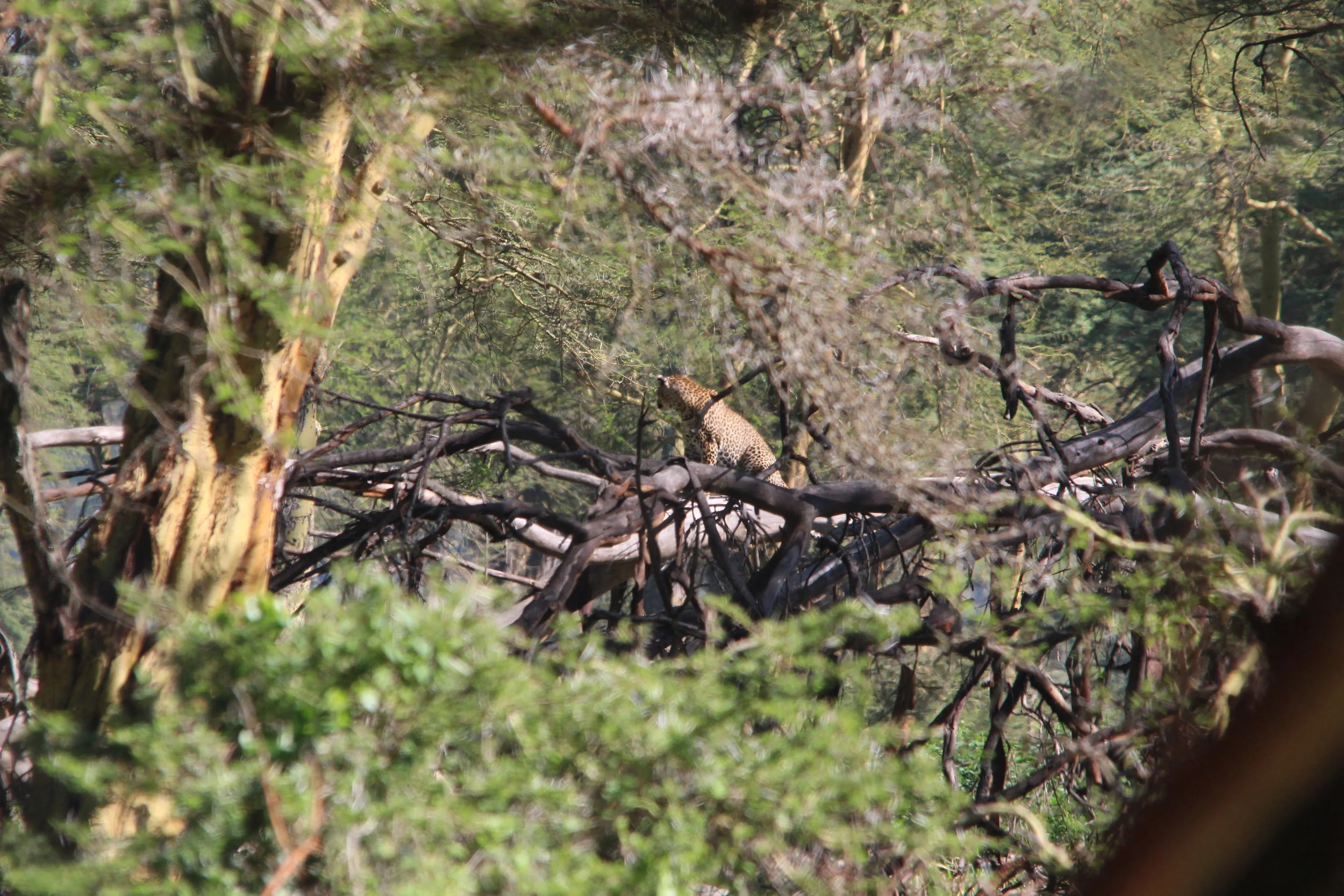 1 Leopard perched.JPG