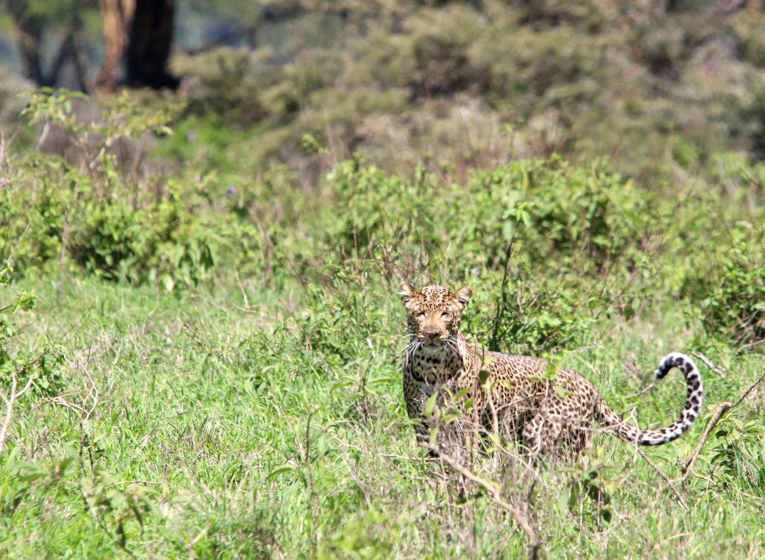 3 Leopard face to face.JPG