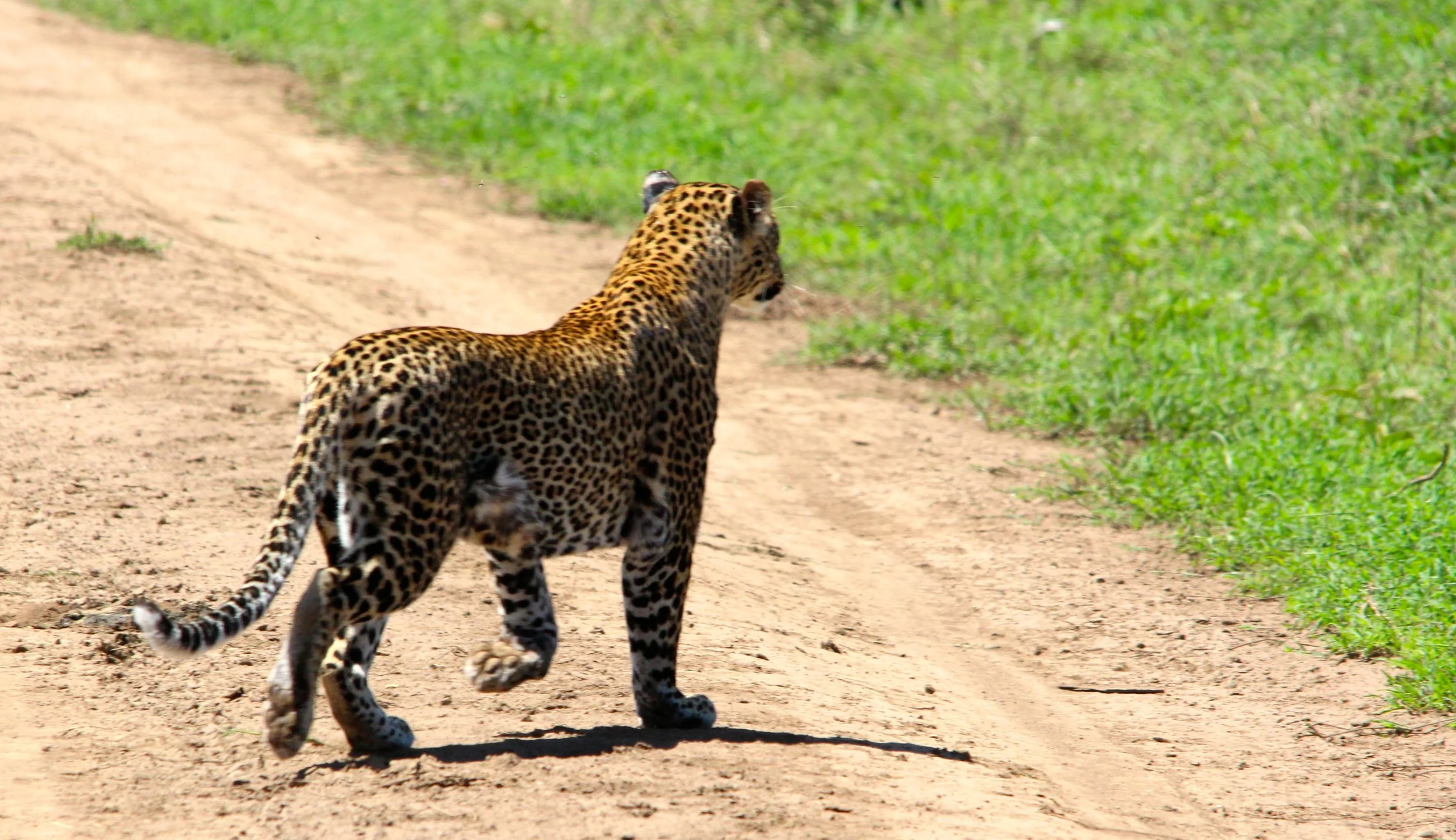 2 Leopard crossing.JPG