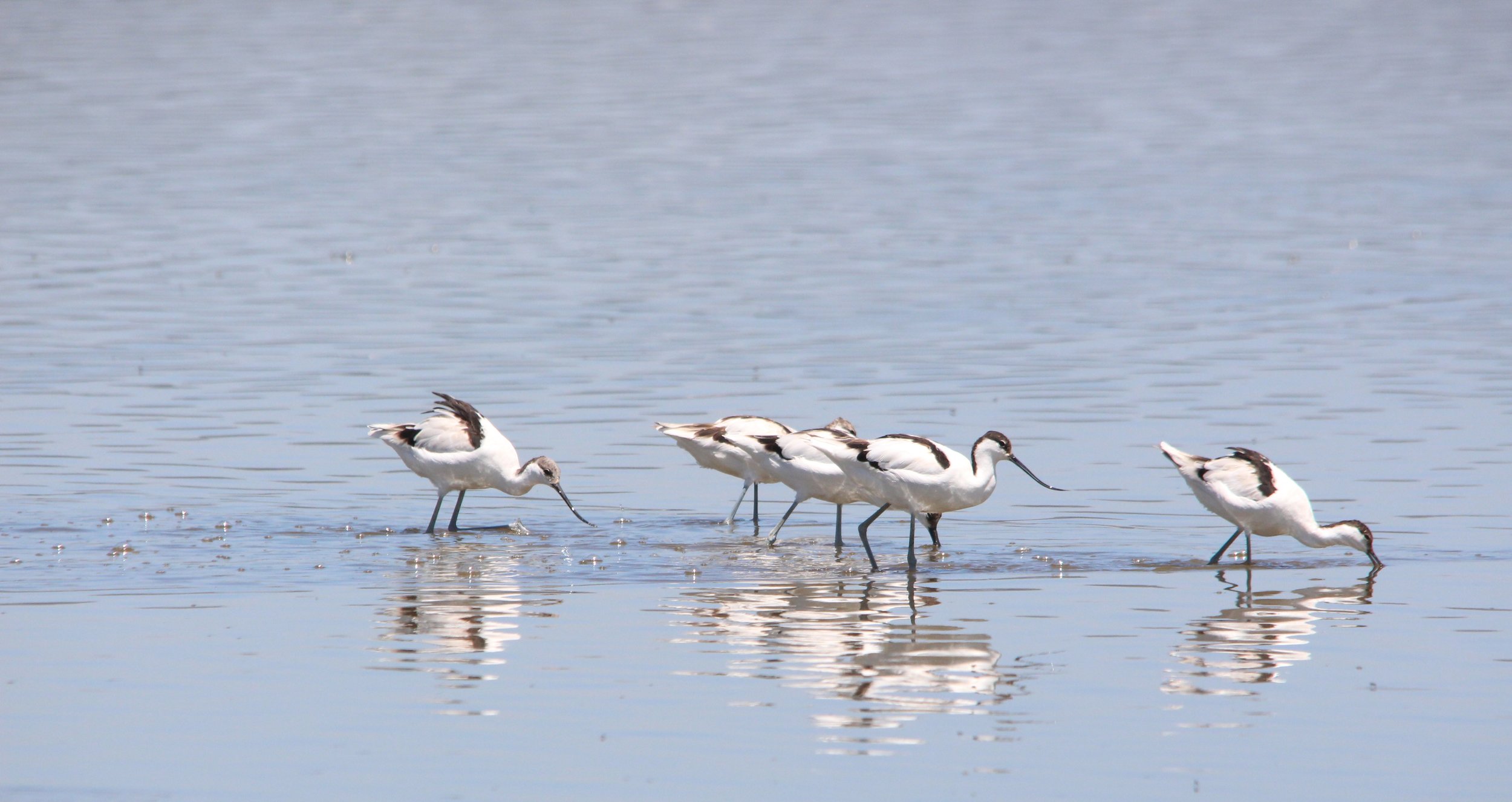 10 Avocets.JPG