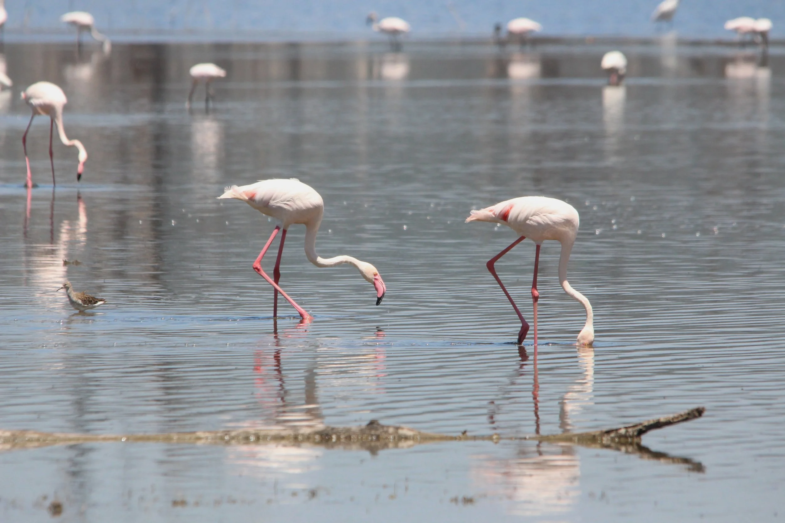 9 Greater flamingos.JPG