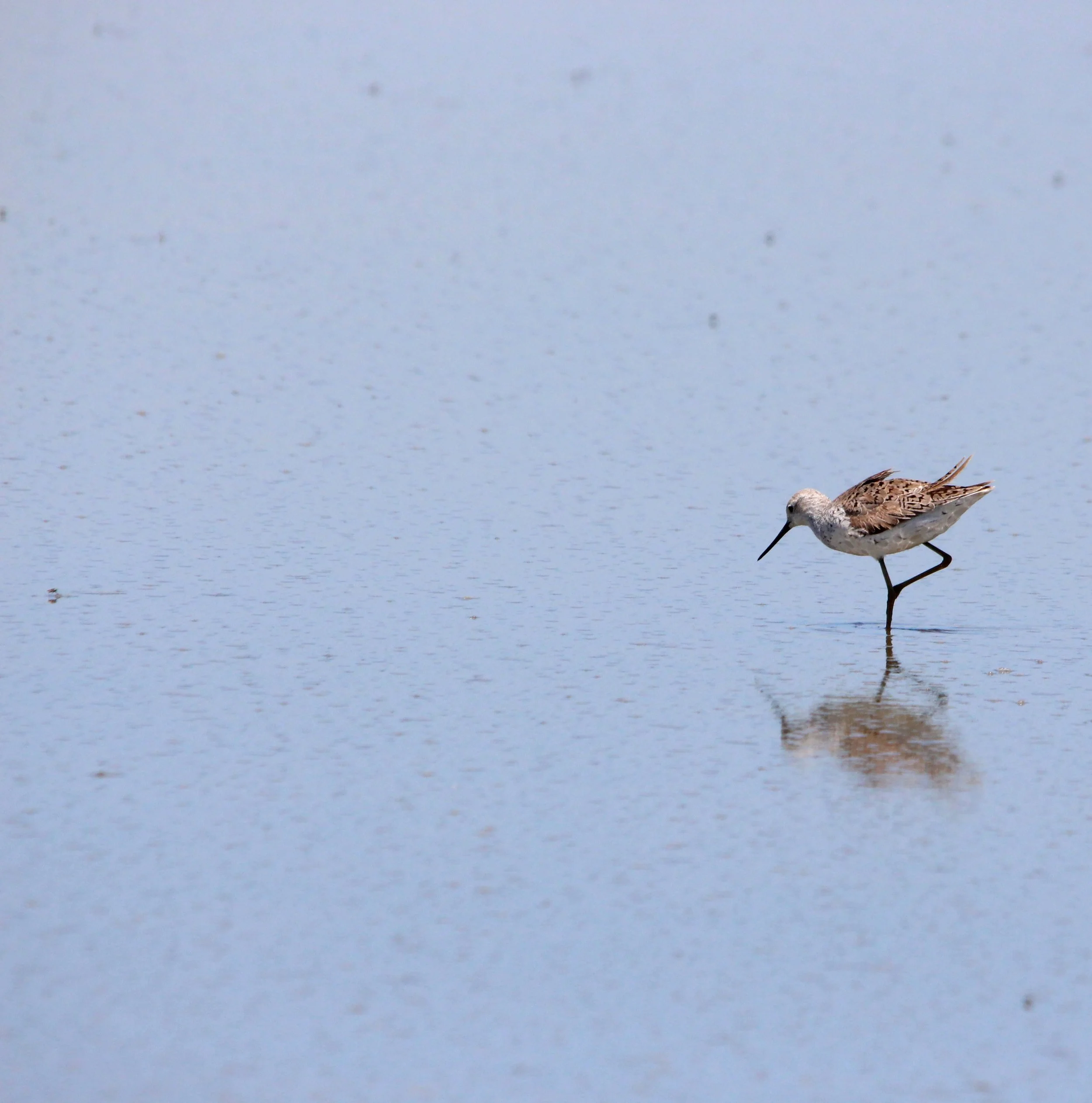 11 Curlew sandpiper.JPG