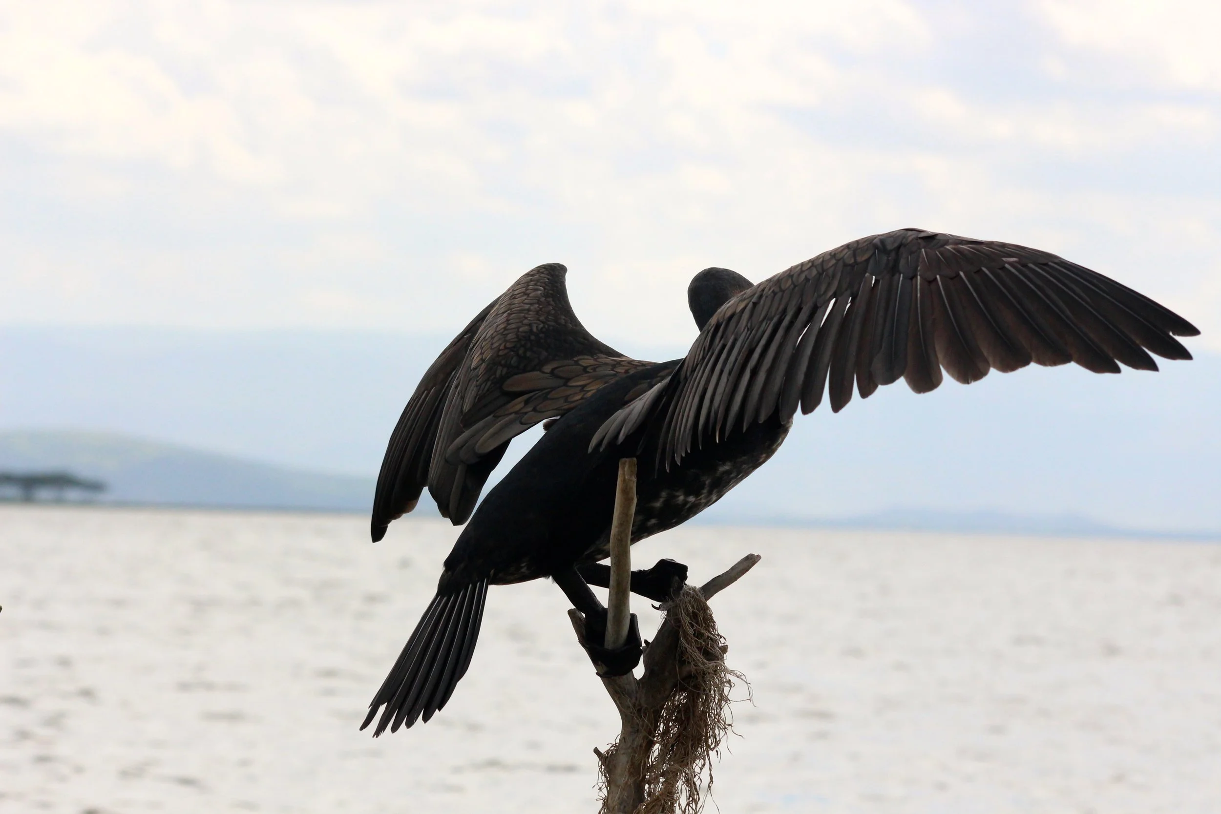 16 Long-tailed cormorant.JPG