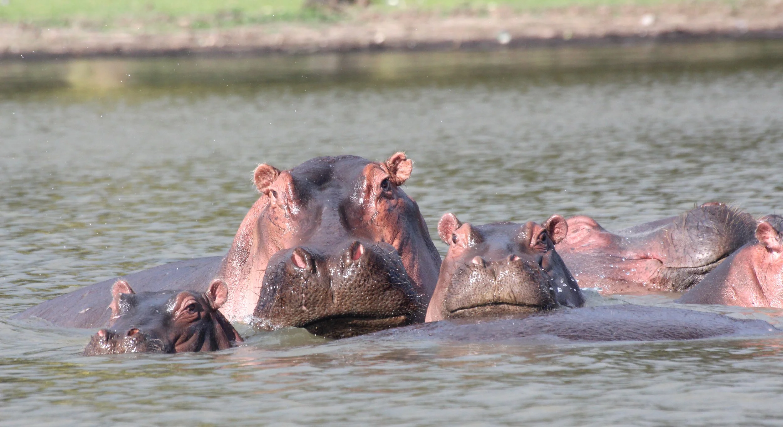 17 Hippos.JPG