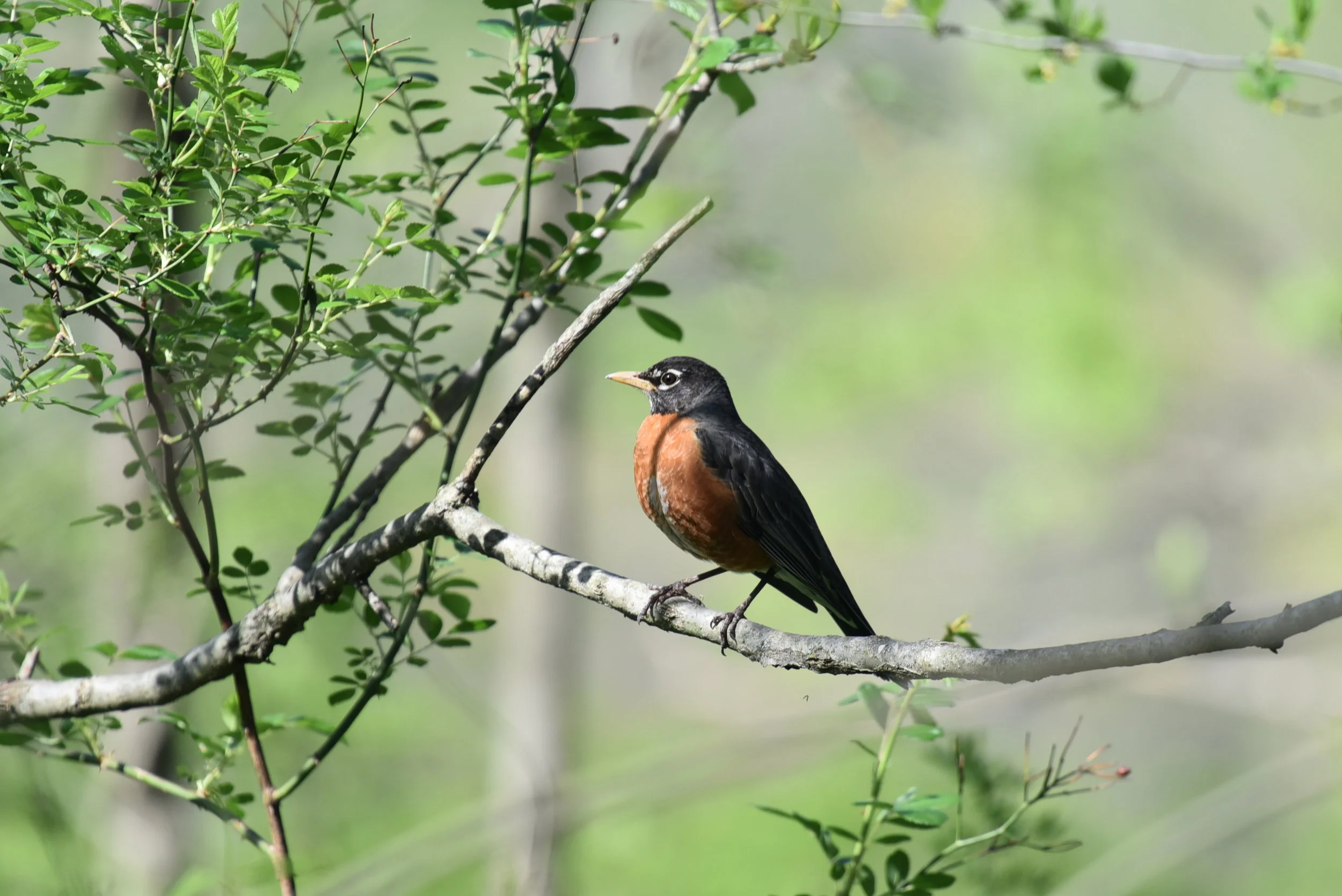 DSC_0071.jpg