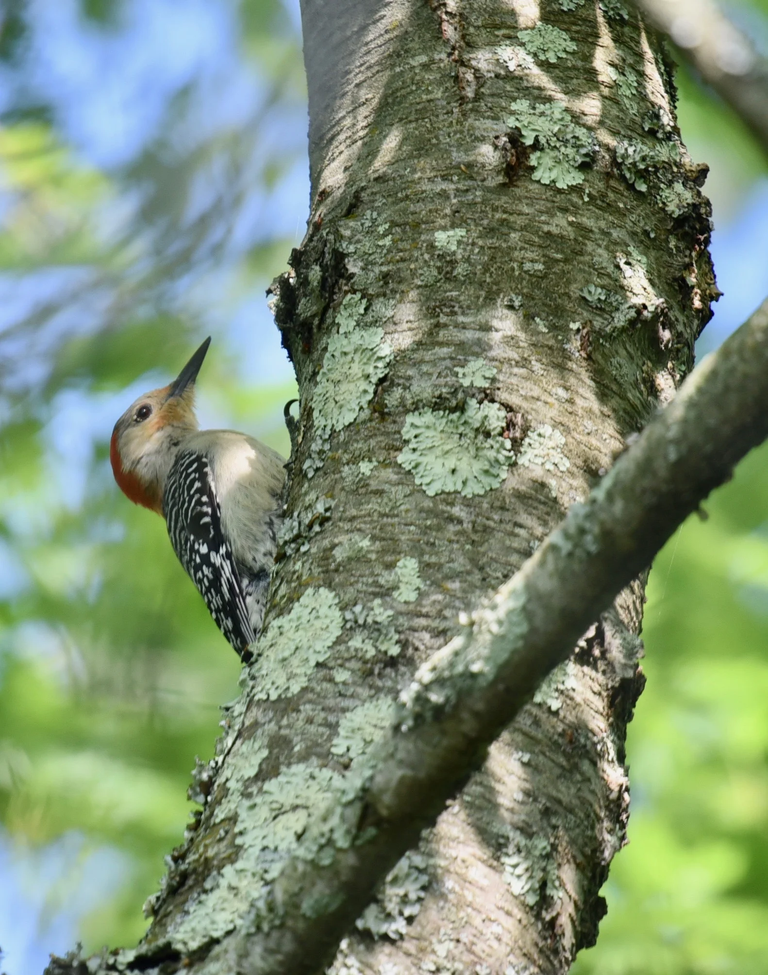 red-bellied woodpecker