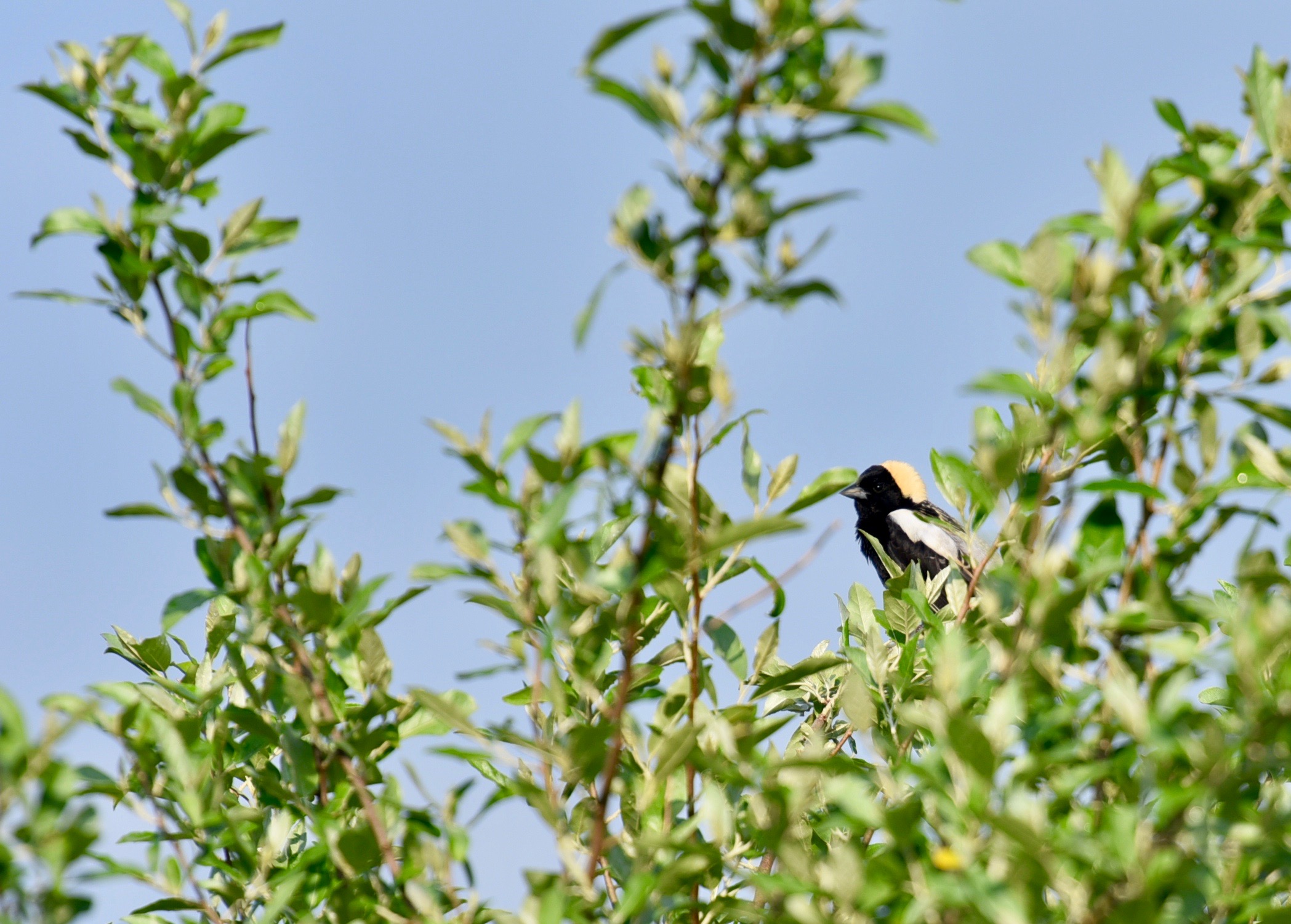bobolink male