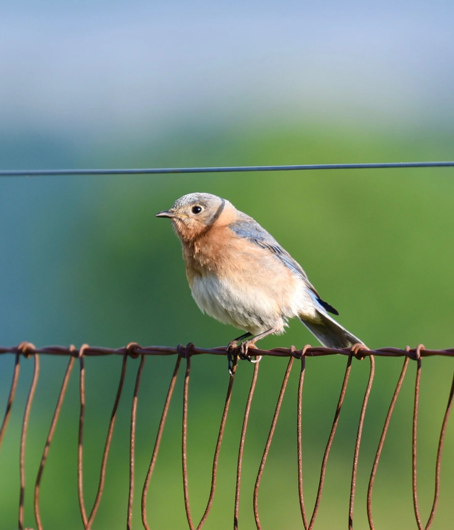 eastern bluebird female