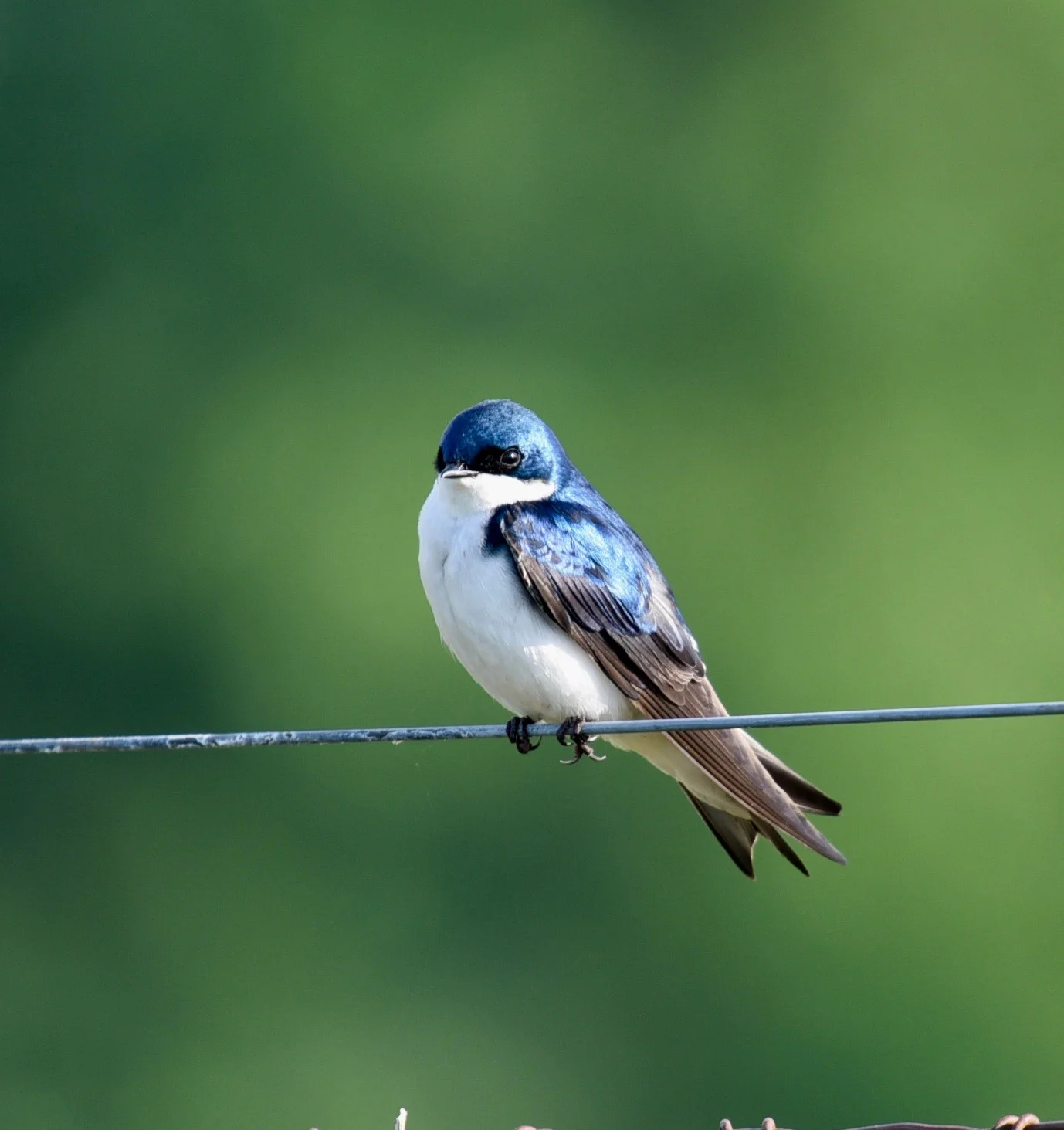tree swallow male