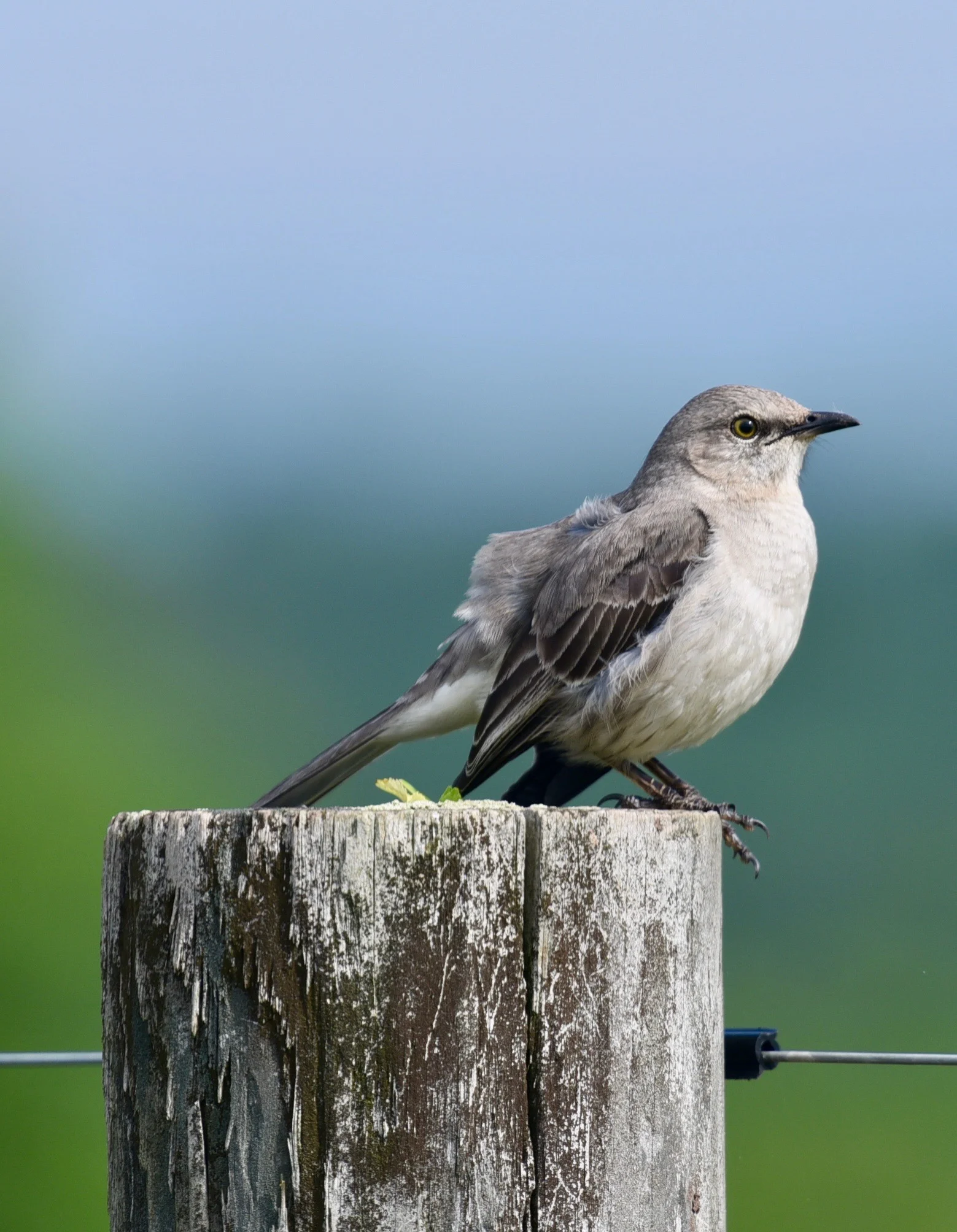 northern mockingbird
