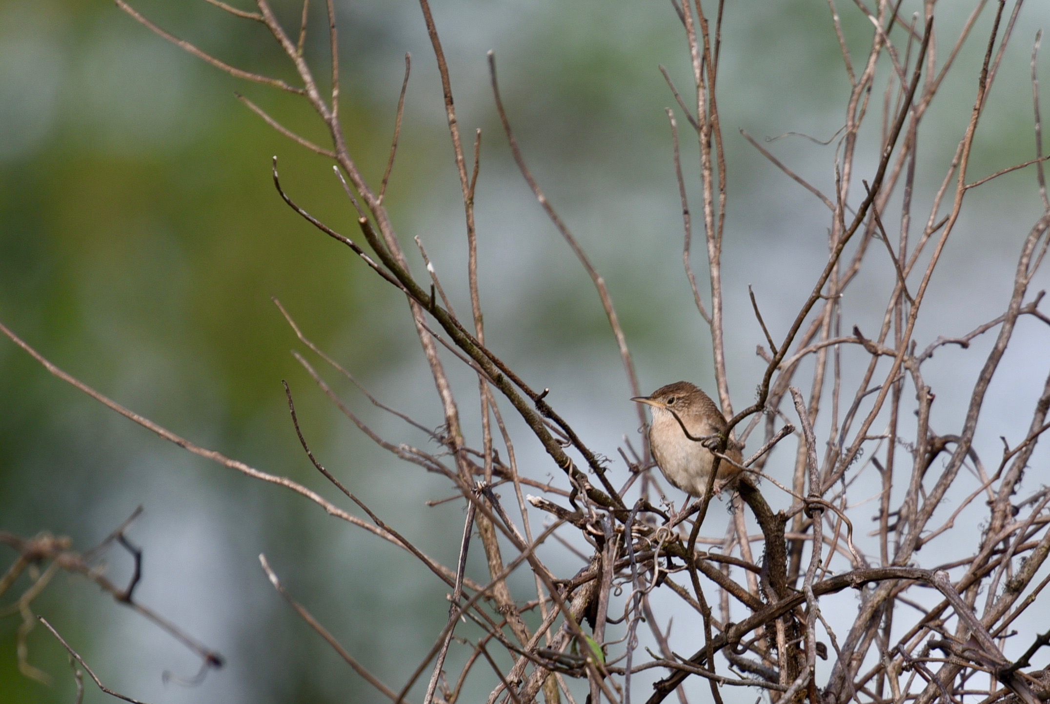 wren