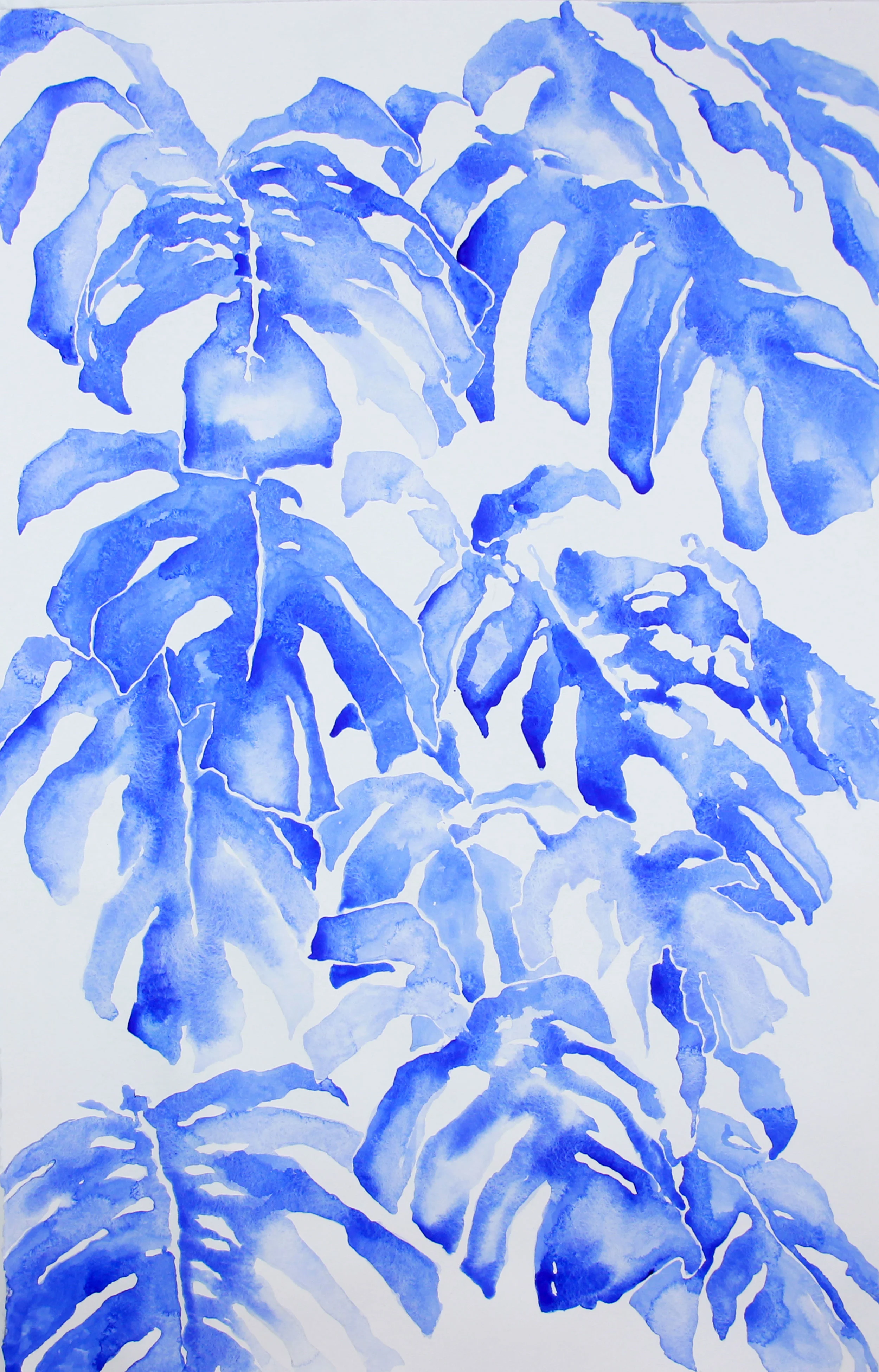 philodendron monstera II