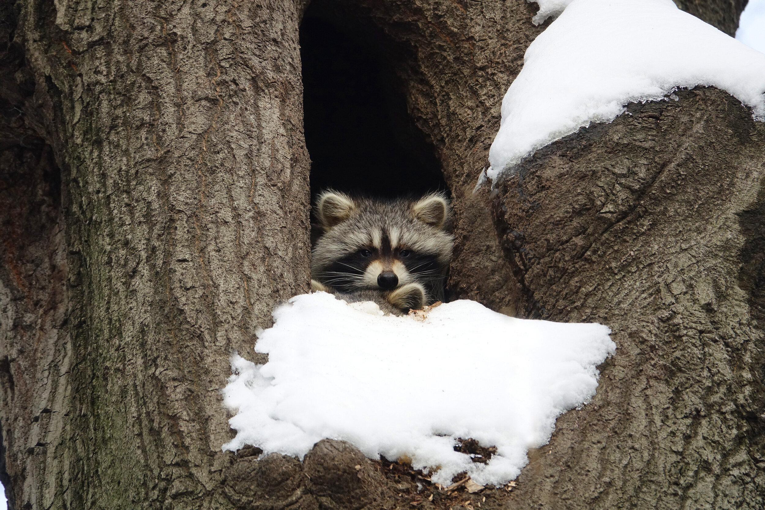 raccoons.jpg