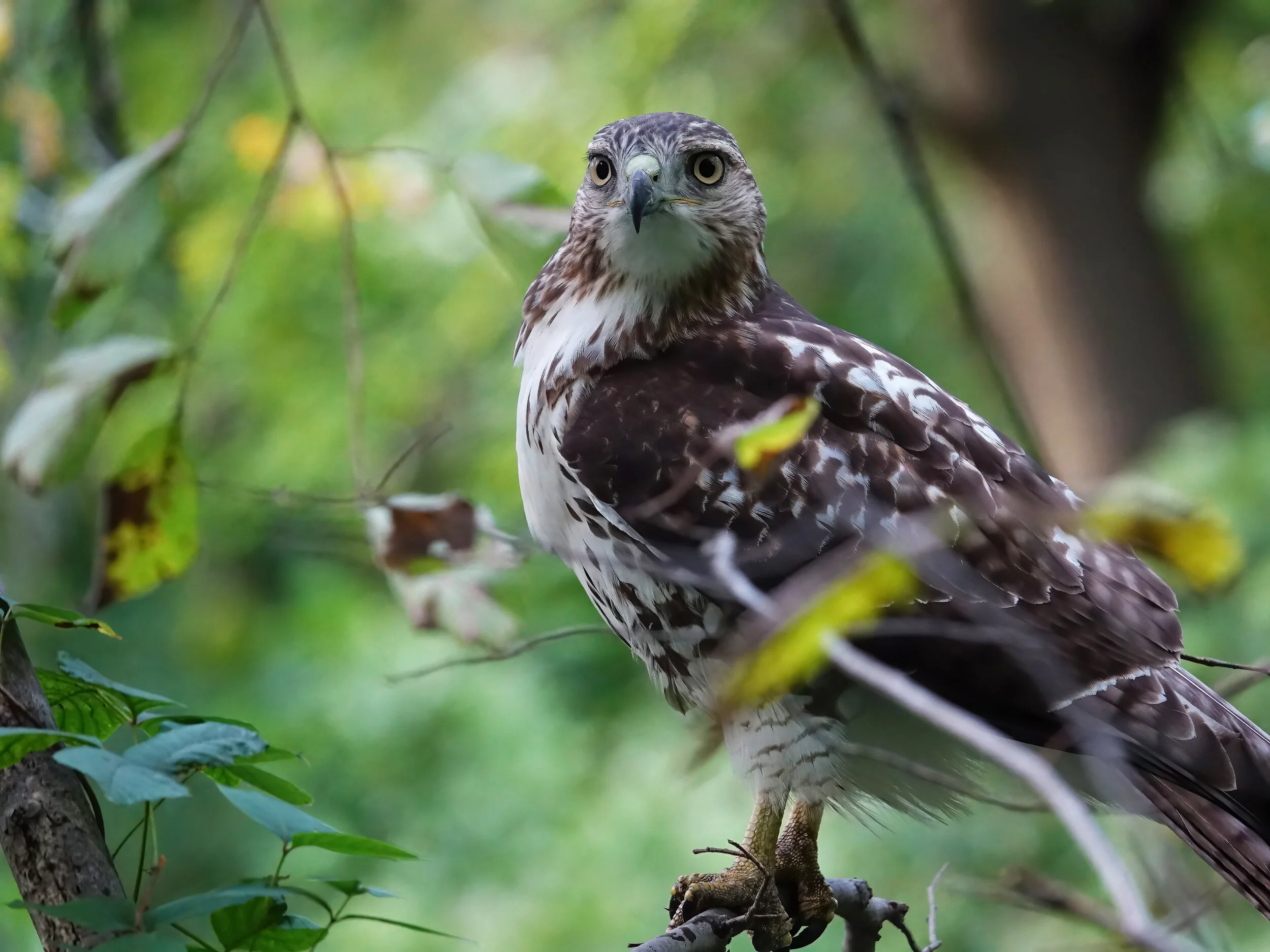 red-tailed-hawk-DSC00977.jpg