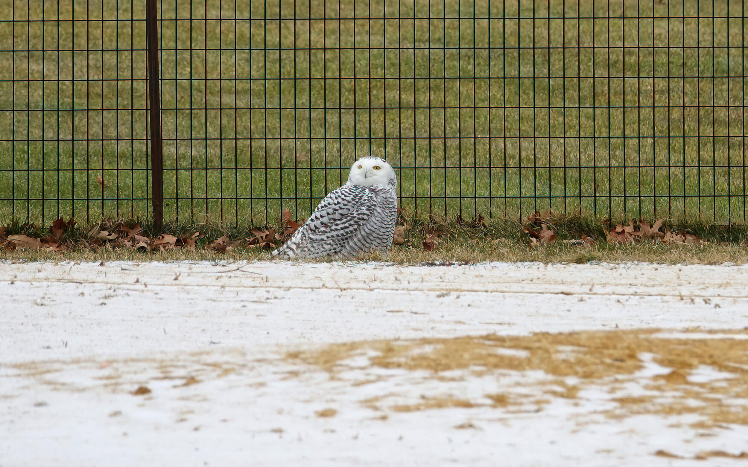 snowy-owl-2020.jpg