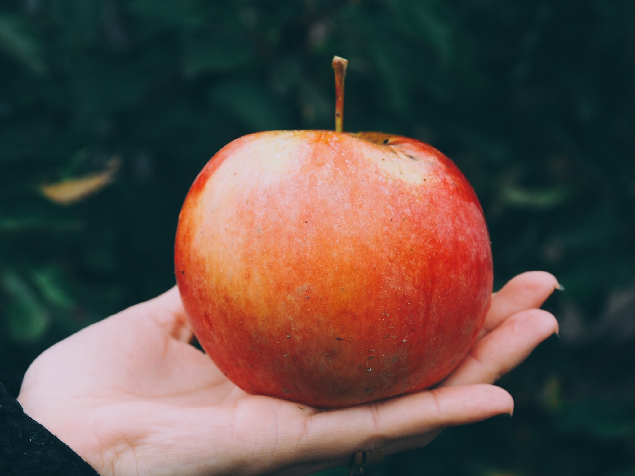 Photo by Radu Marcusu on Unsplash