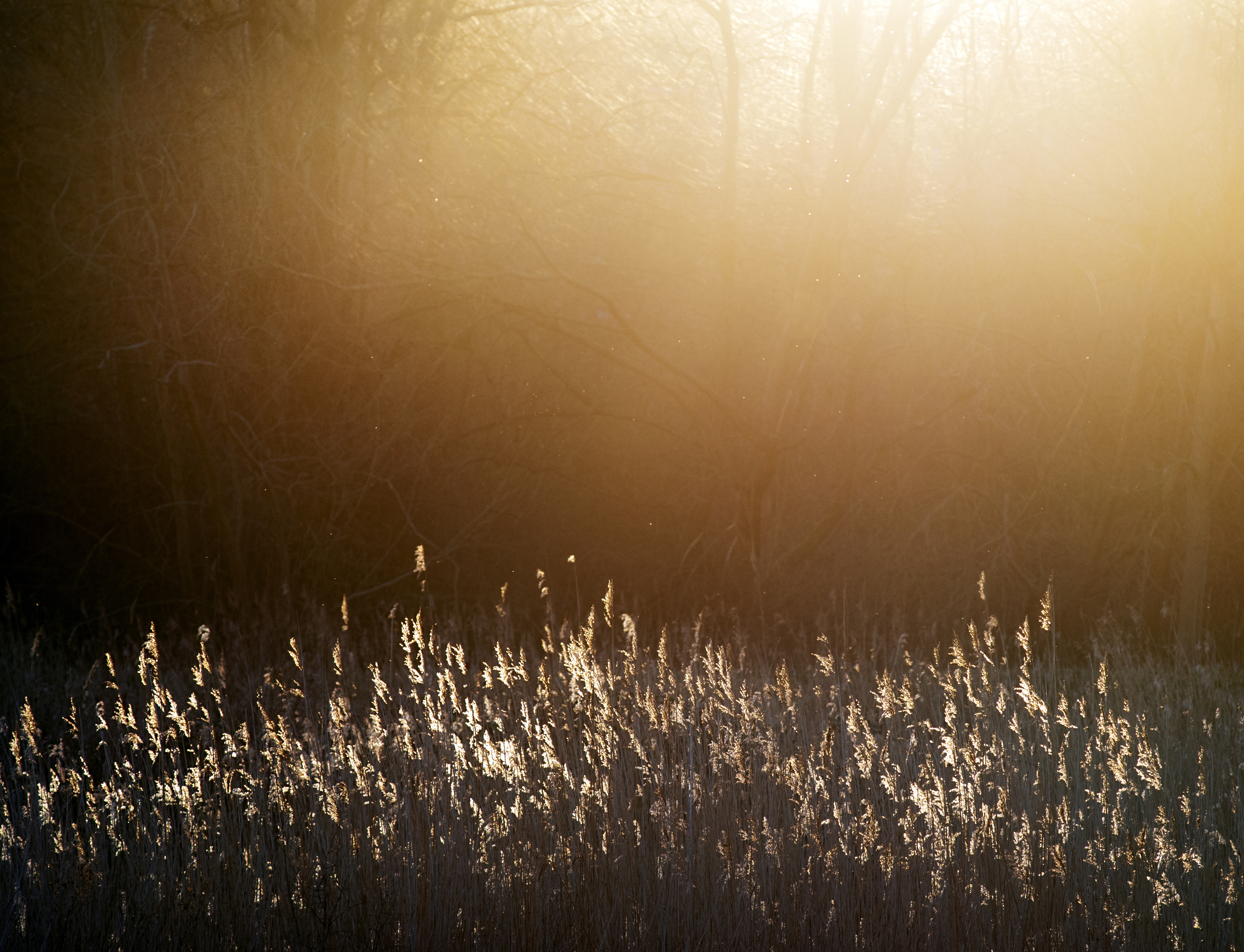 Sun coming through trees in heart of reeds.jpg