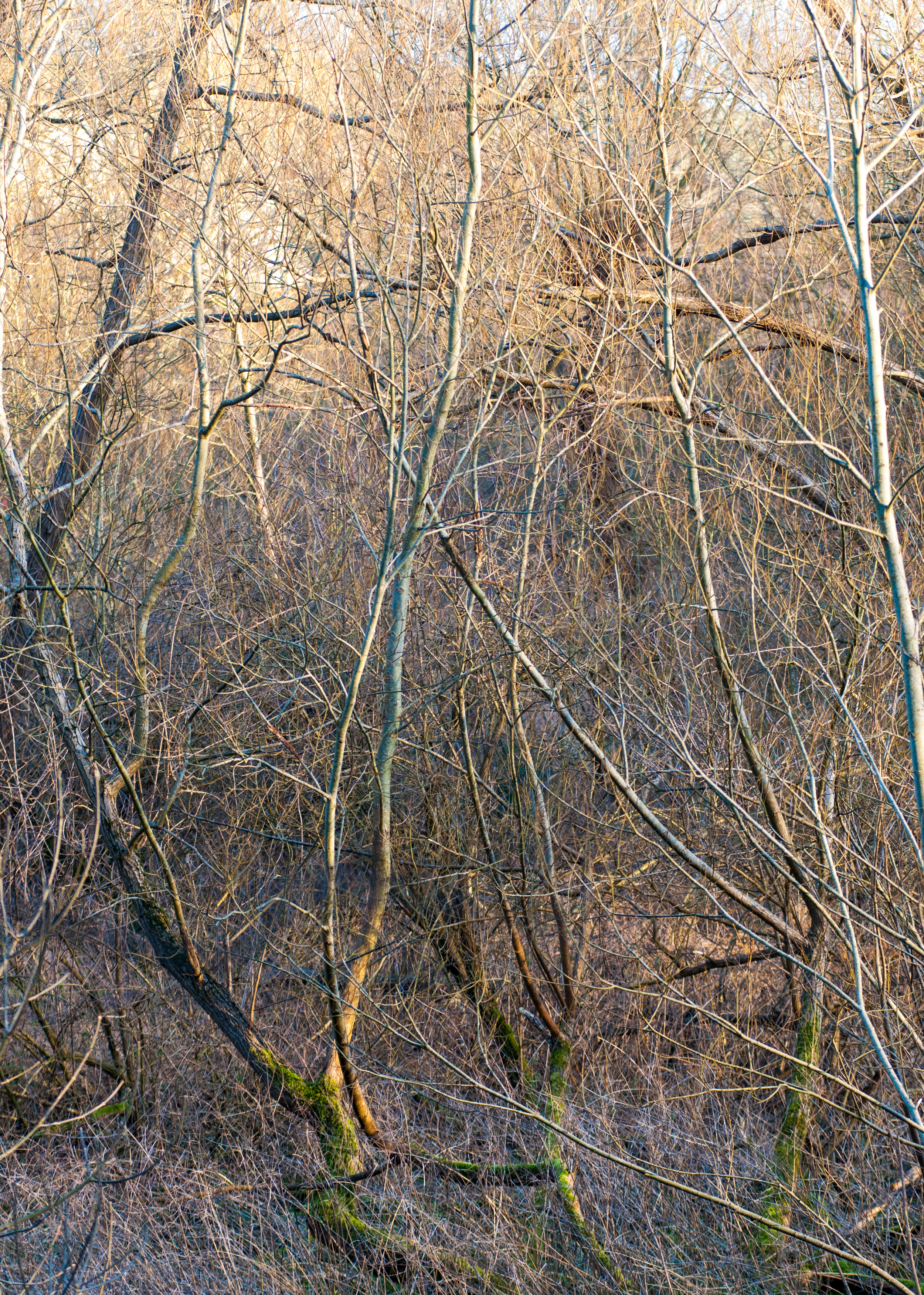 Tangled trees in a wood.jpg