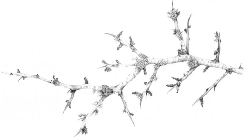 Louisa Crispin