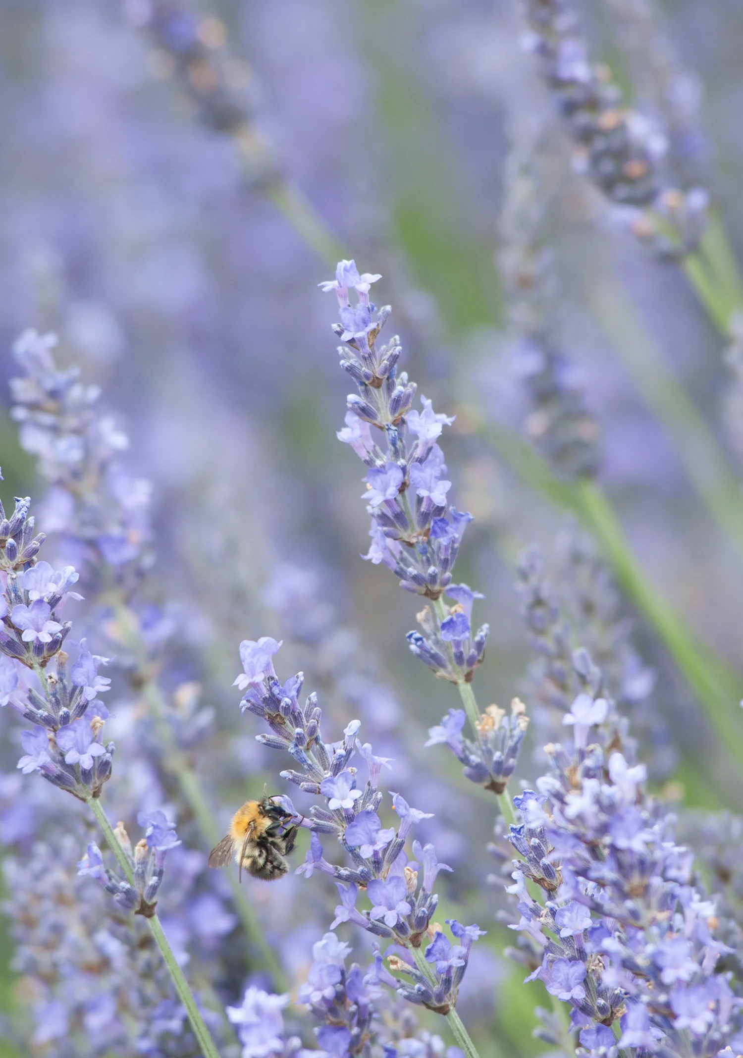 Photographing flowers as they dance