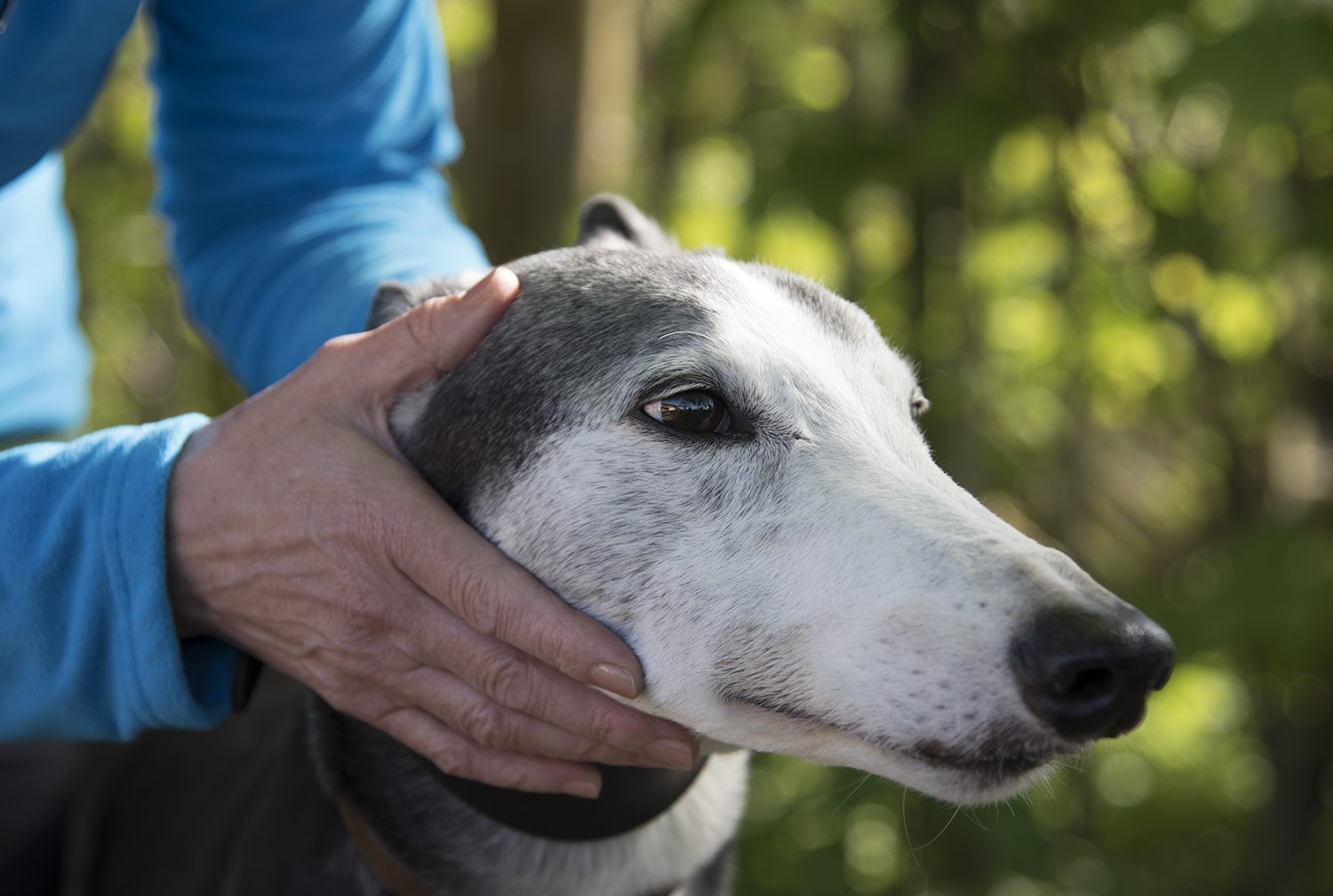 Greyhound receiving canine osteopathy.jpg