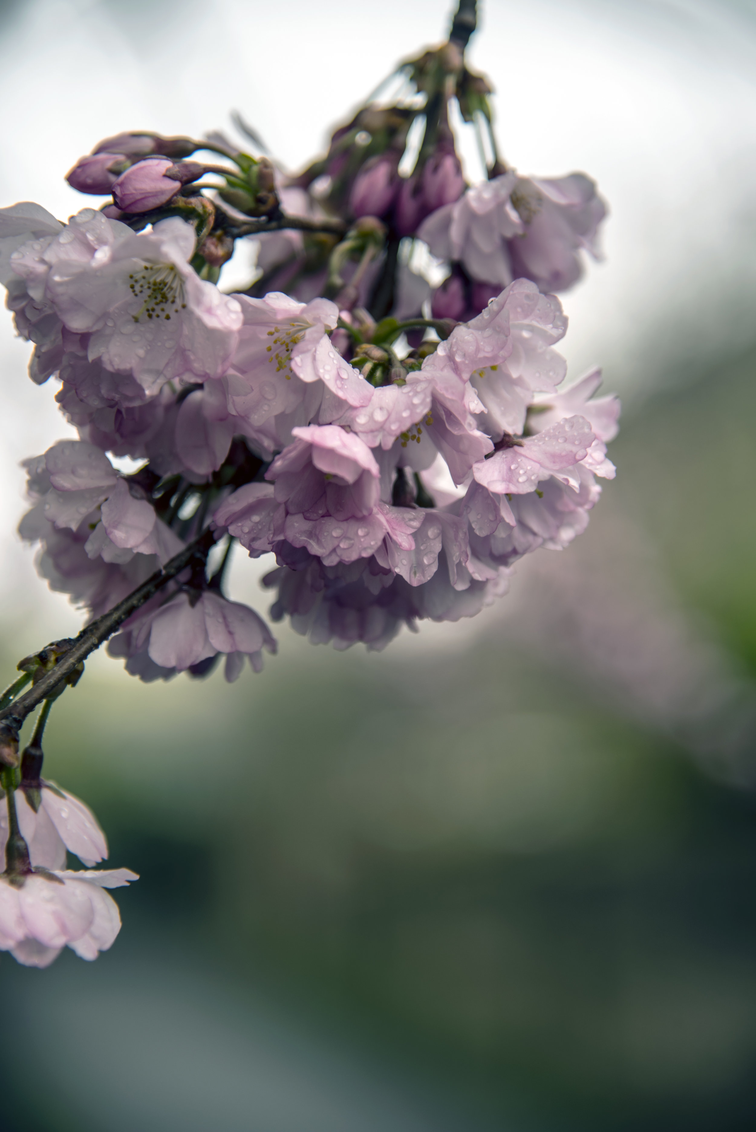 Cherry blossom for Facebook (1).jpg