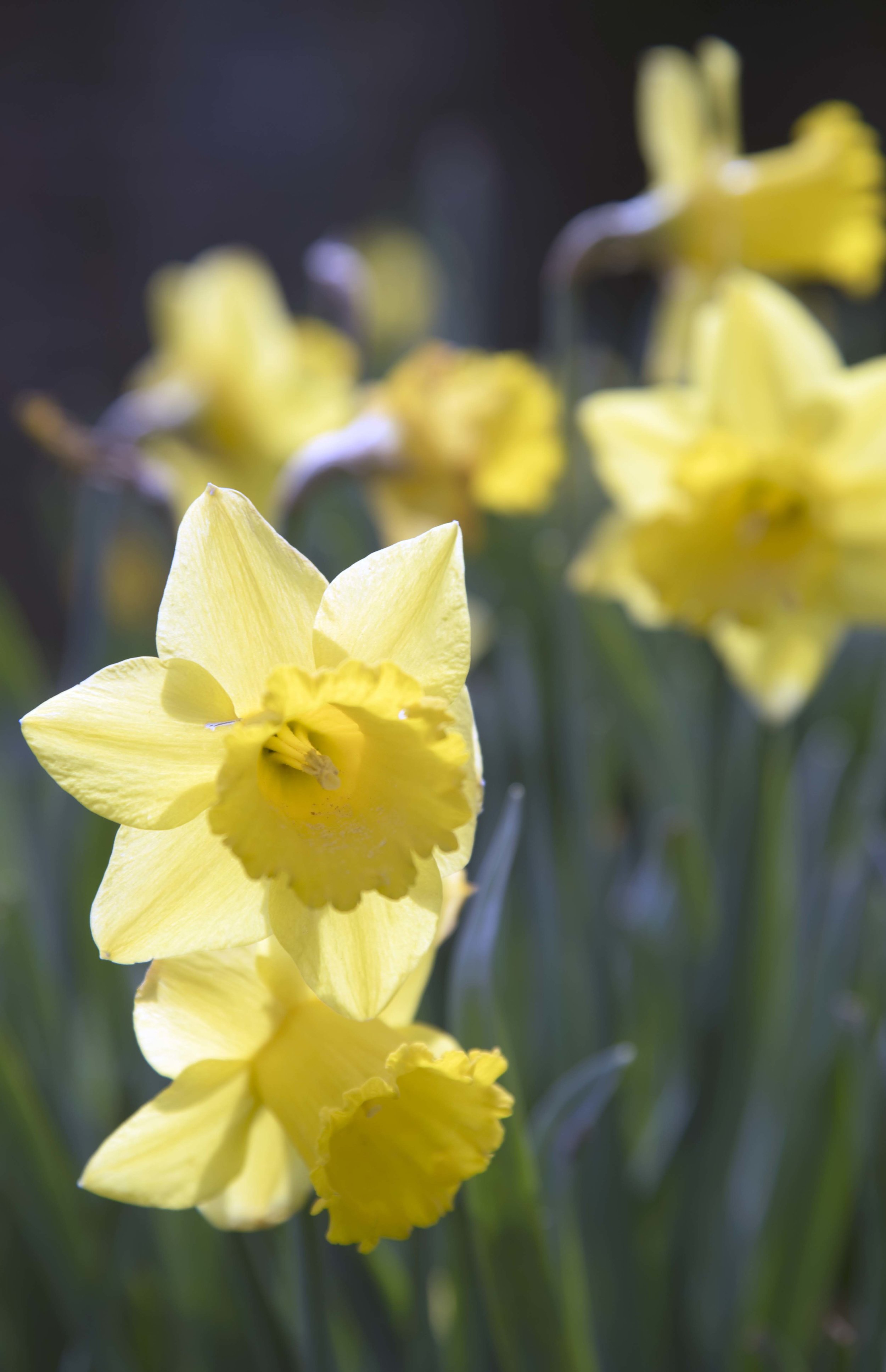 Group of daffodils for web.jpg