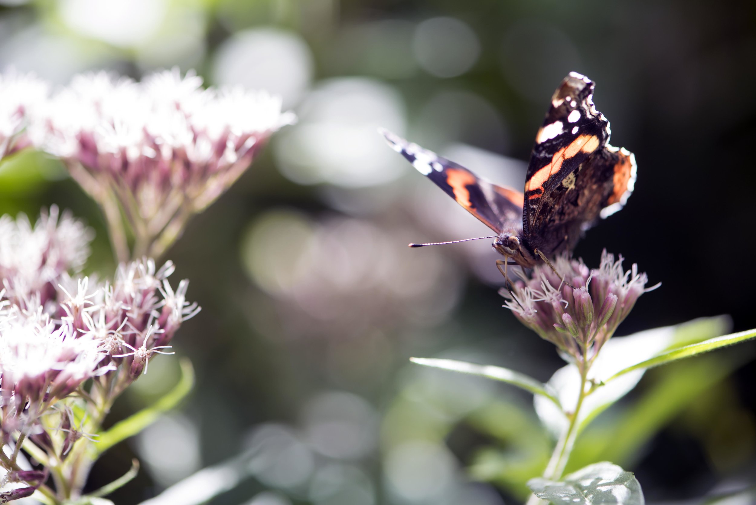 Red admiral in a wood.jpg