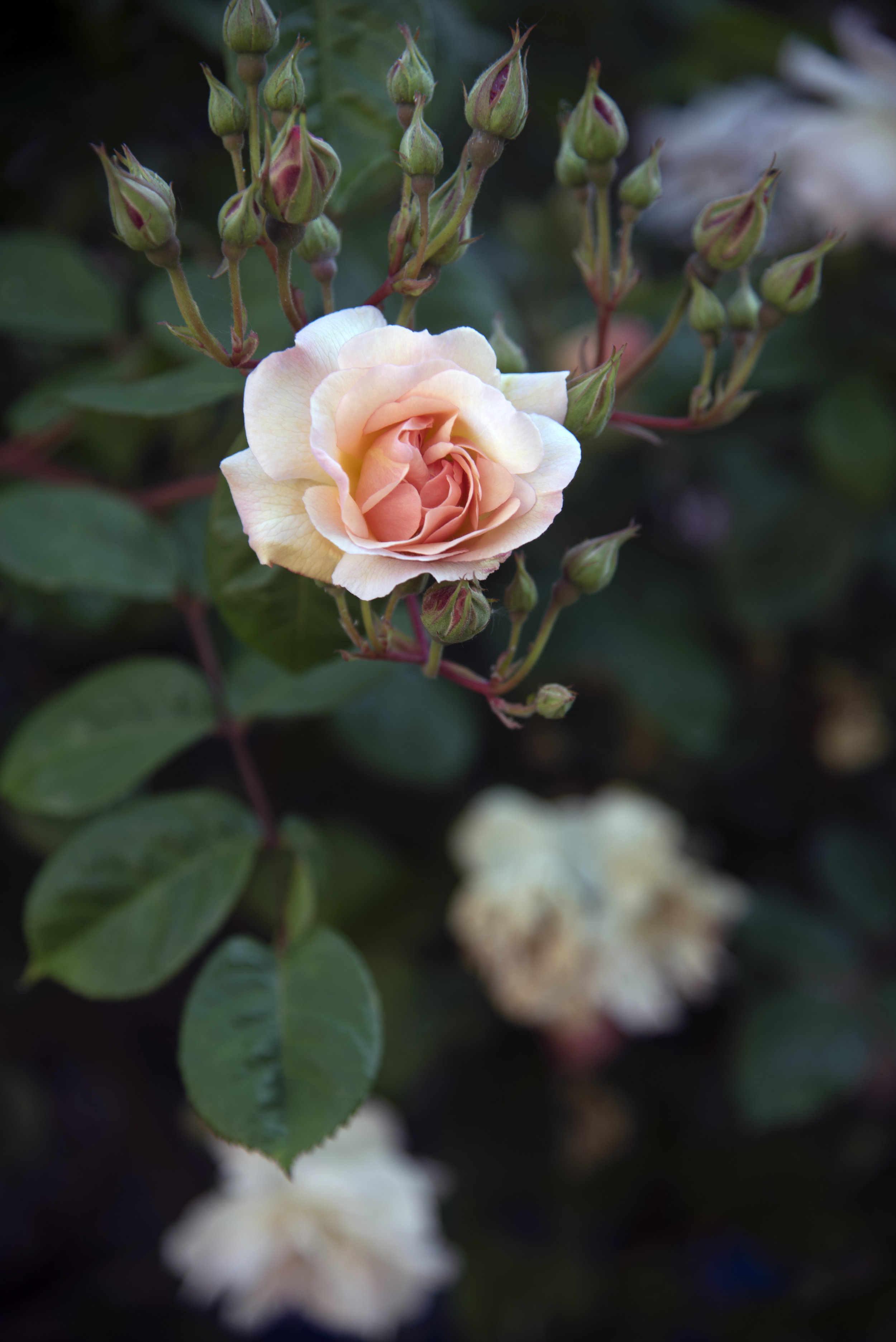 Pale Peach Rose.jpg