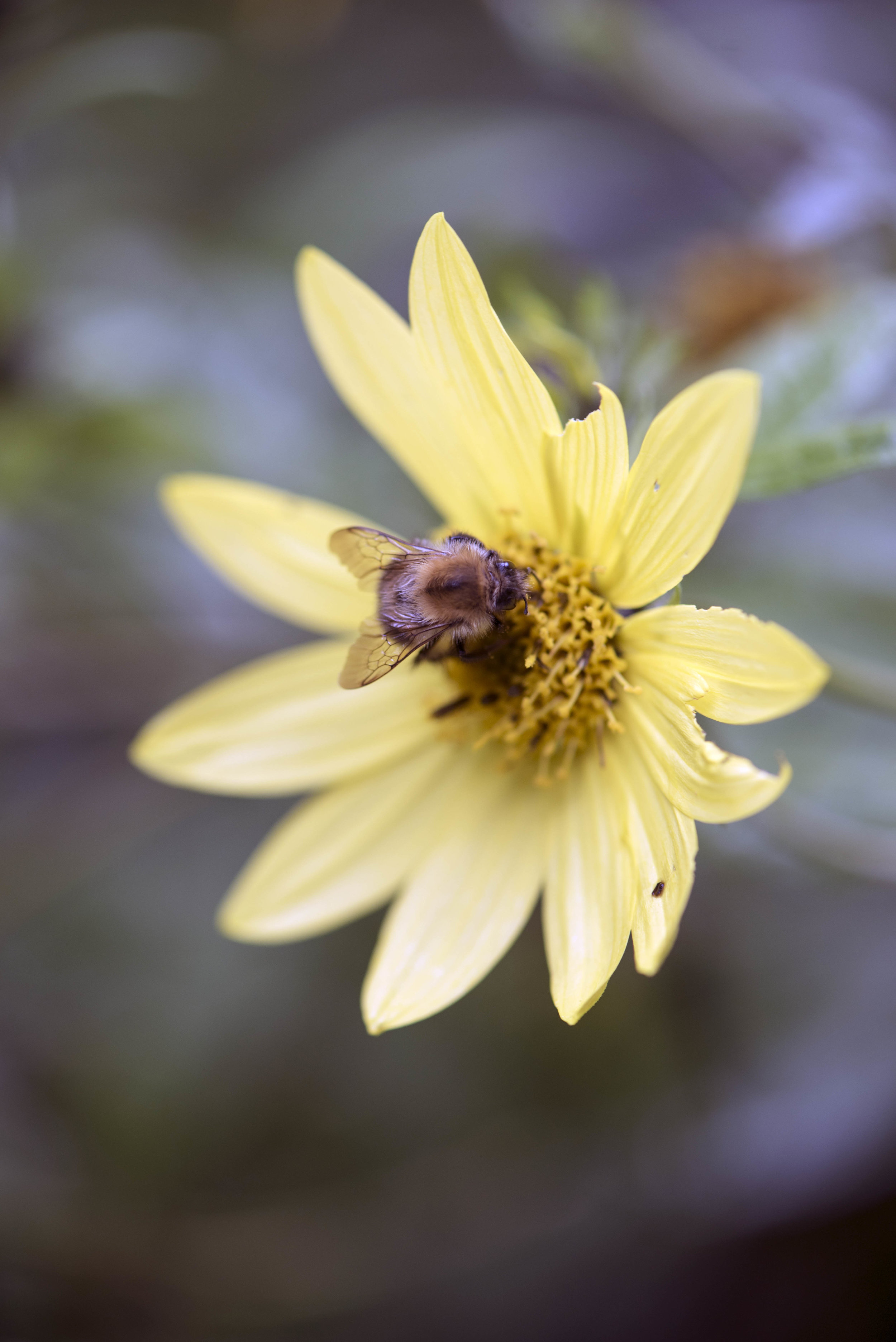 Bee on Yellow Flower.jpg