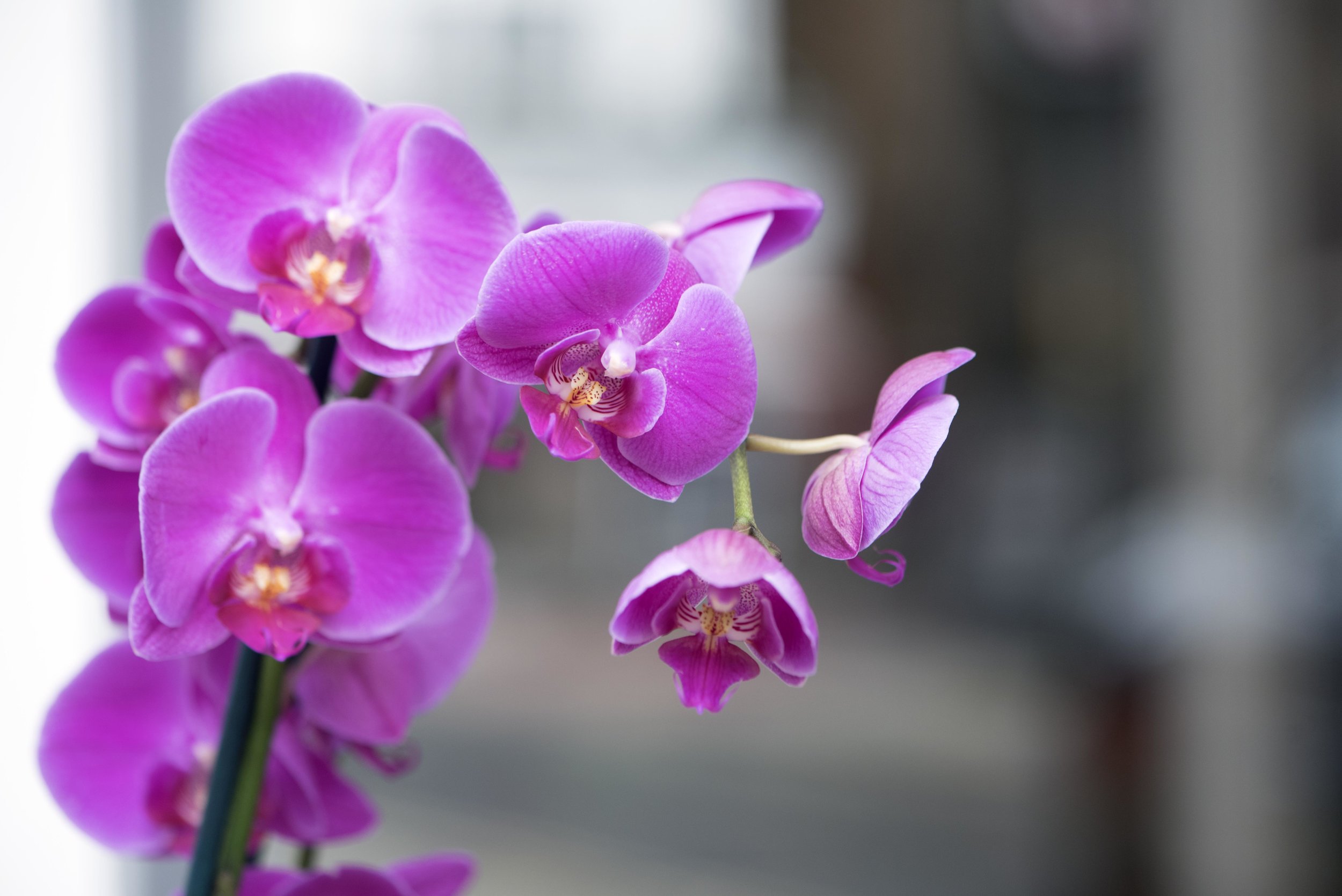 Purple Orchids 3.jpg