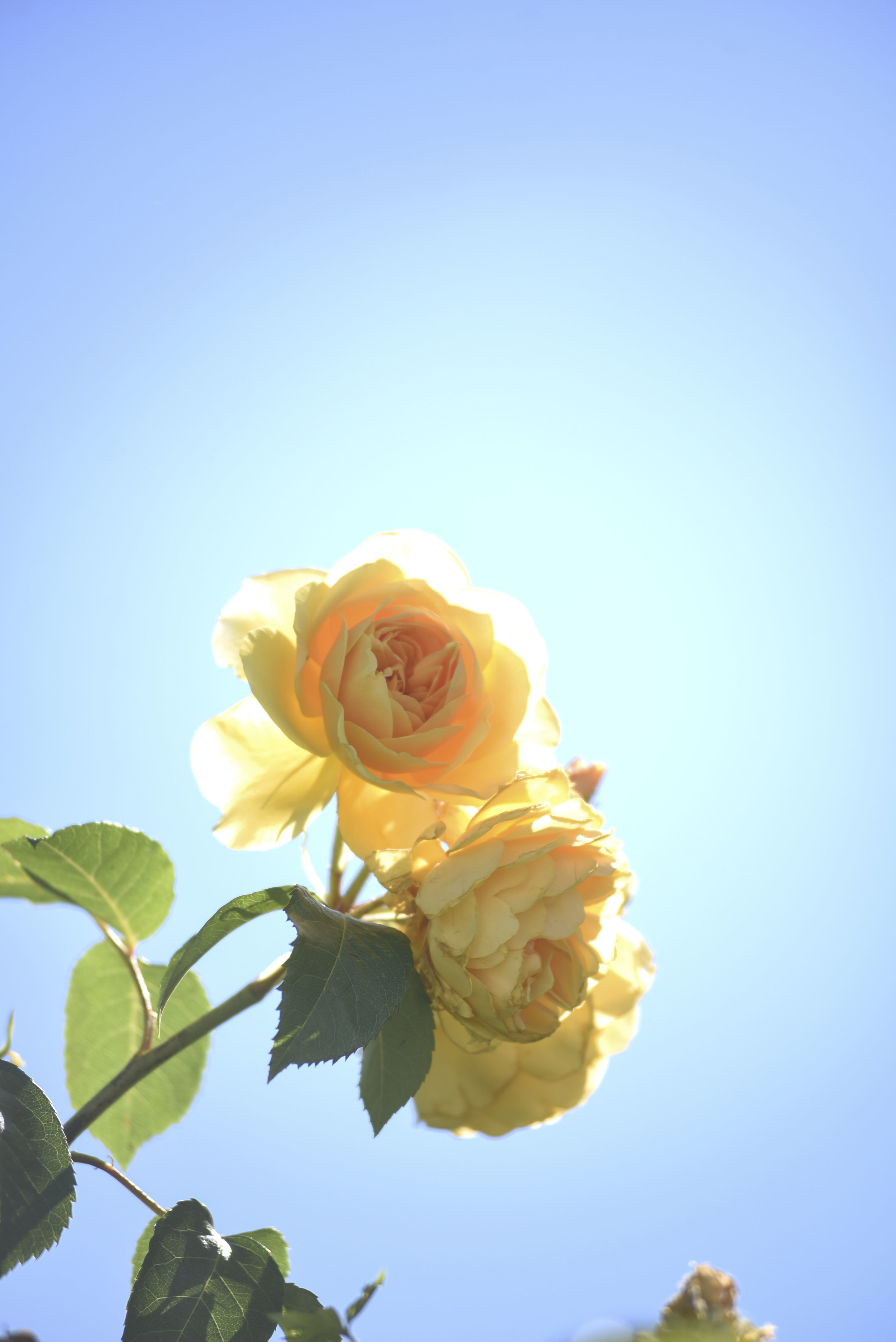 Yellow Rose for instagram.jpg